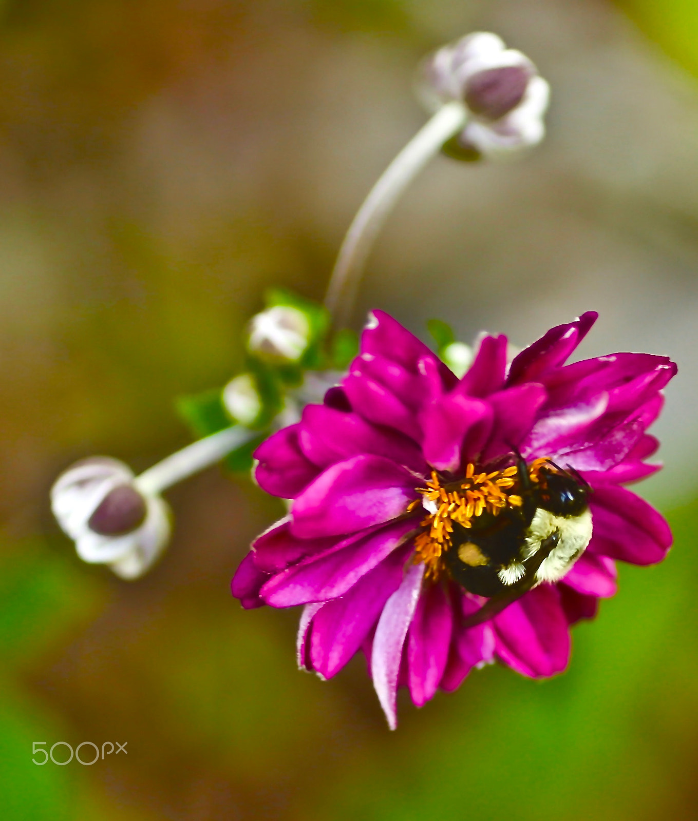 Canon EOS 6D + Canon EF 50mm F2.5 Macro sample photo. Img photography