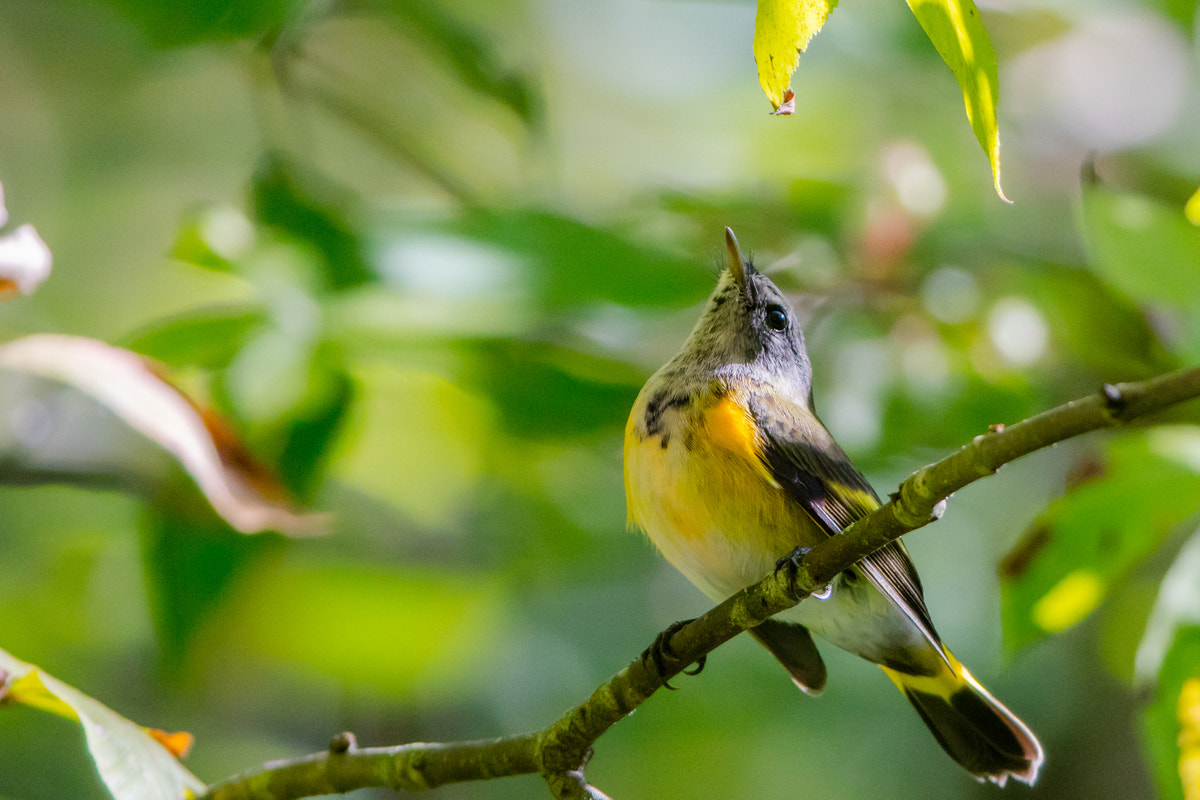 Canon EF 200-400mm F4L IS USM Extender 1.4x sample photo. American redstart photography