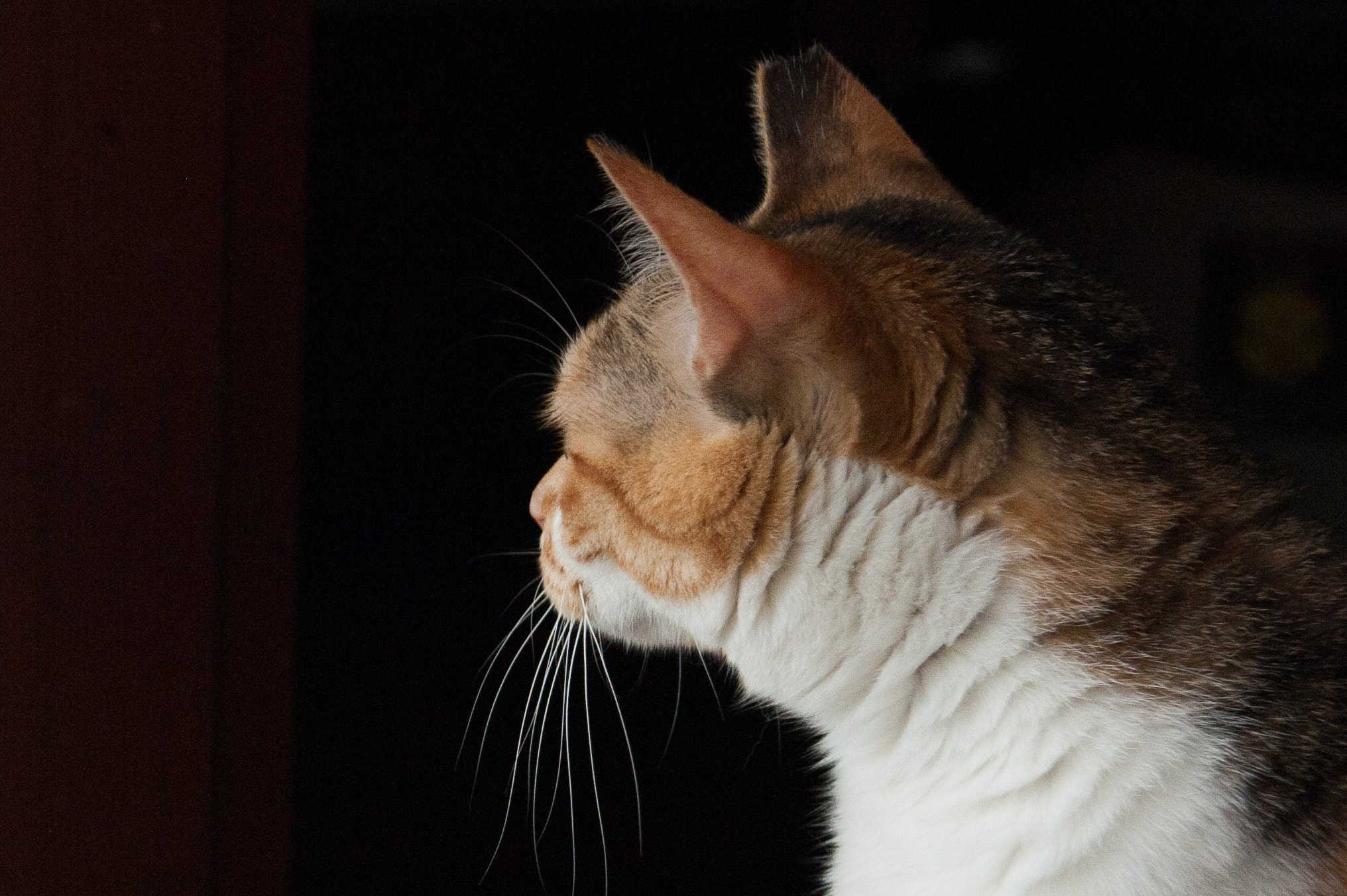 AF Zoom-Nikkor 28-105mm f/3.5-4.5D IF sample photo