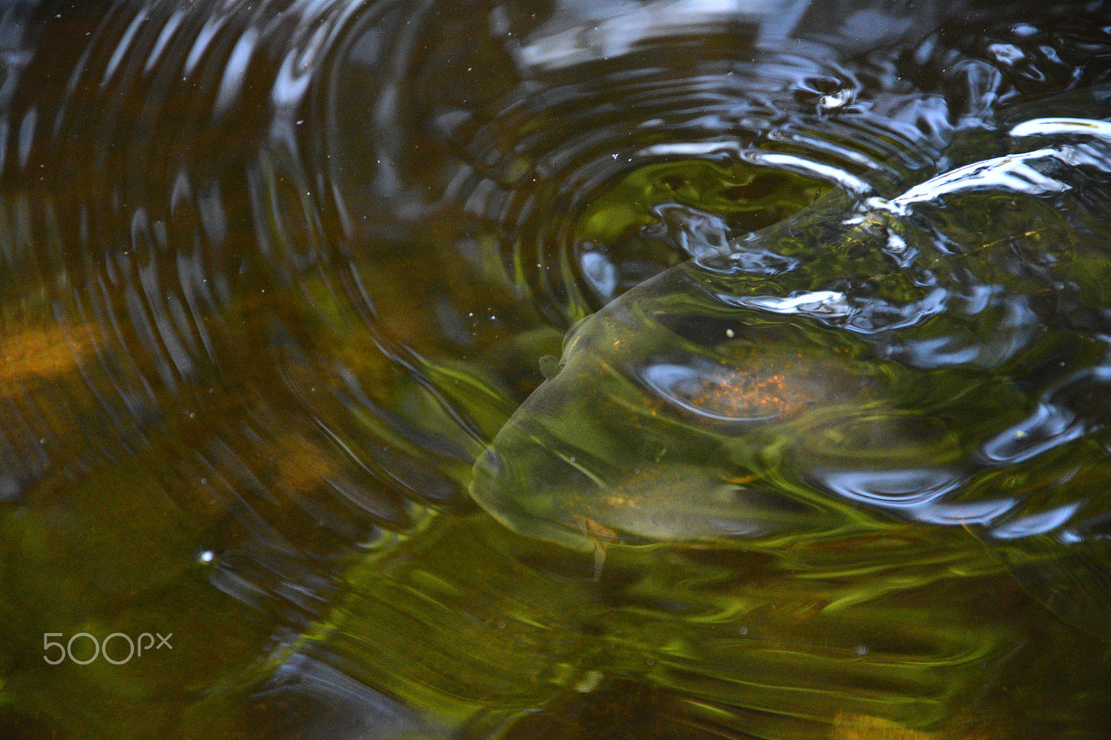 Nikon D7100 + AF Nikkor 20mm f/2.8 sample photo. Ghost koi photography