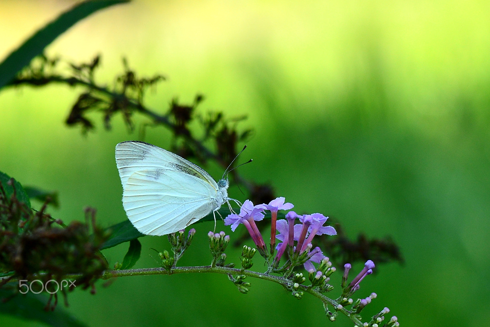 Nikon D600 sample photo. Cabbage butterfly photography