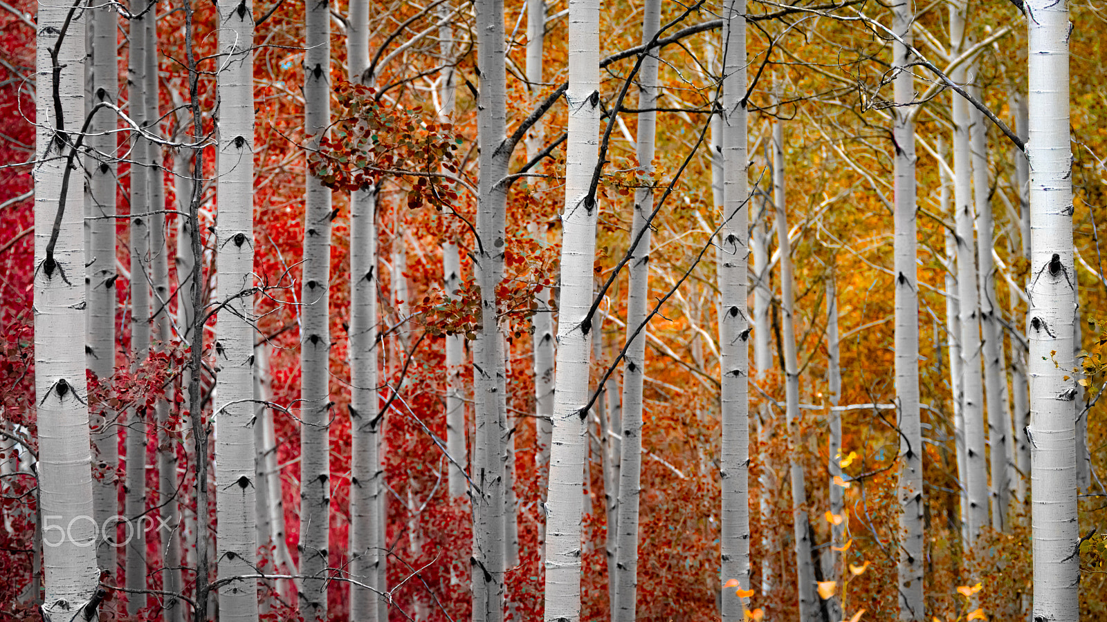 Canon EF 70-200mm F2.8L IS II USM sample photo. Aspens photography