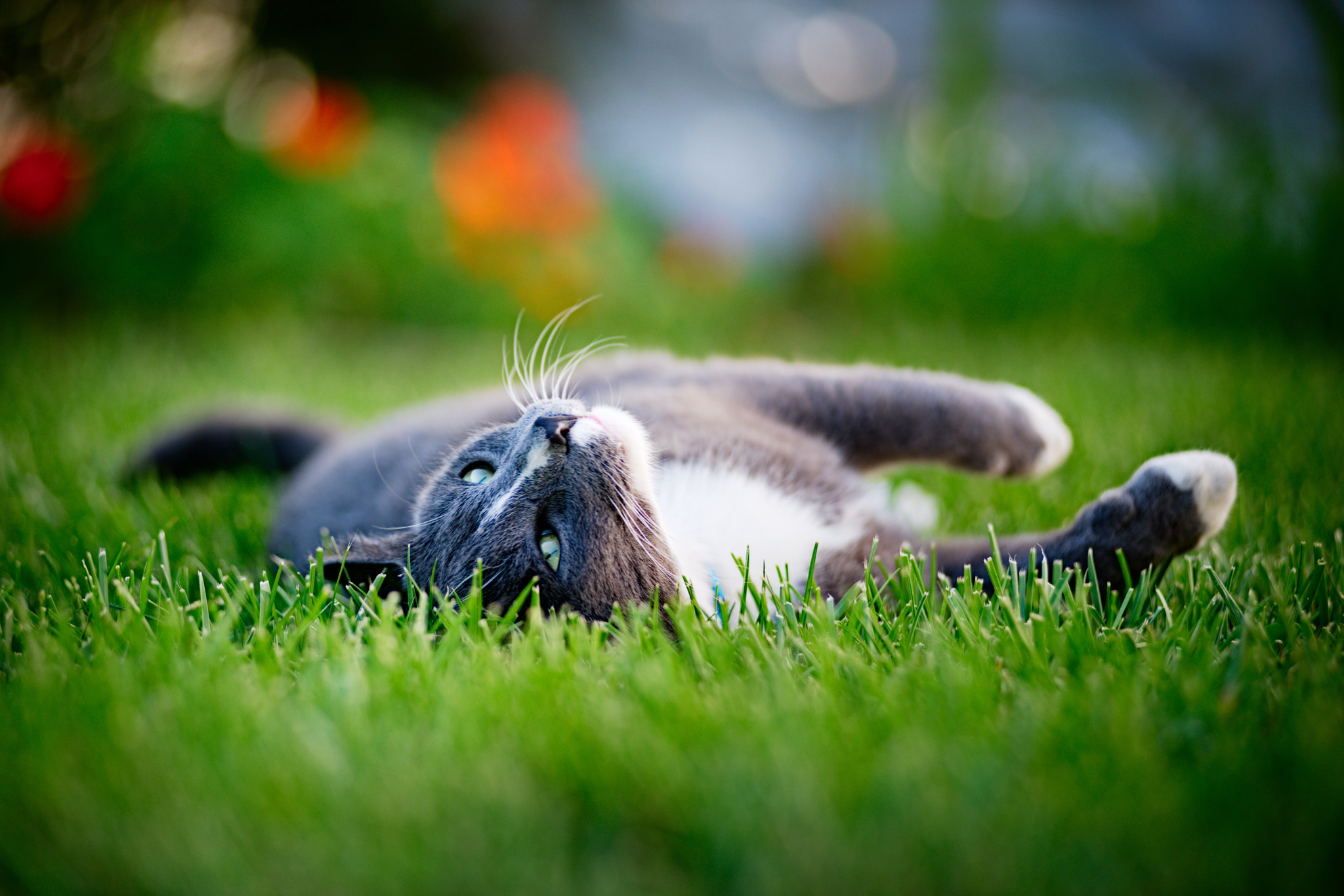 AF Zoom-Nikkor 80-200mm f/2.8 ED sample photo. End of summer photography
