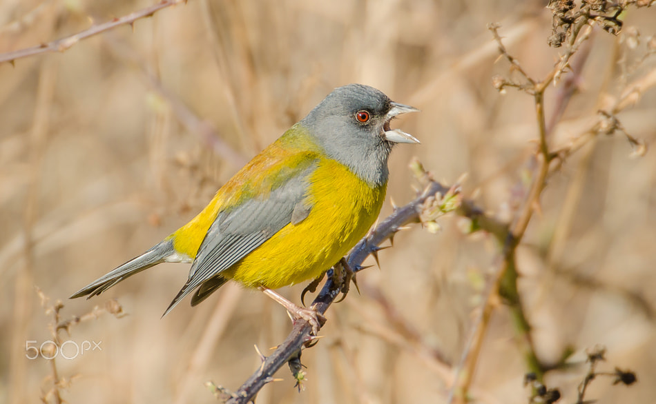 Sigma 50-500mm F4.5-6.3 DG OS HSM sample photo. Patagonian sierra finch photography