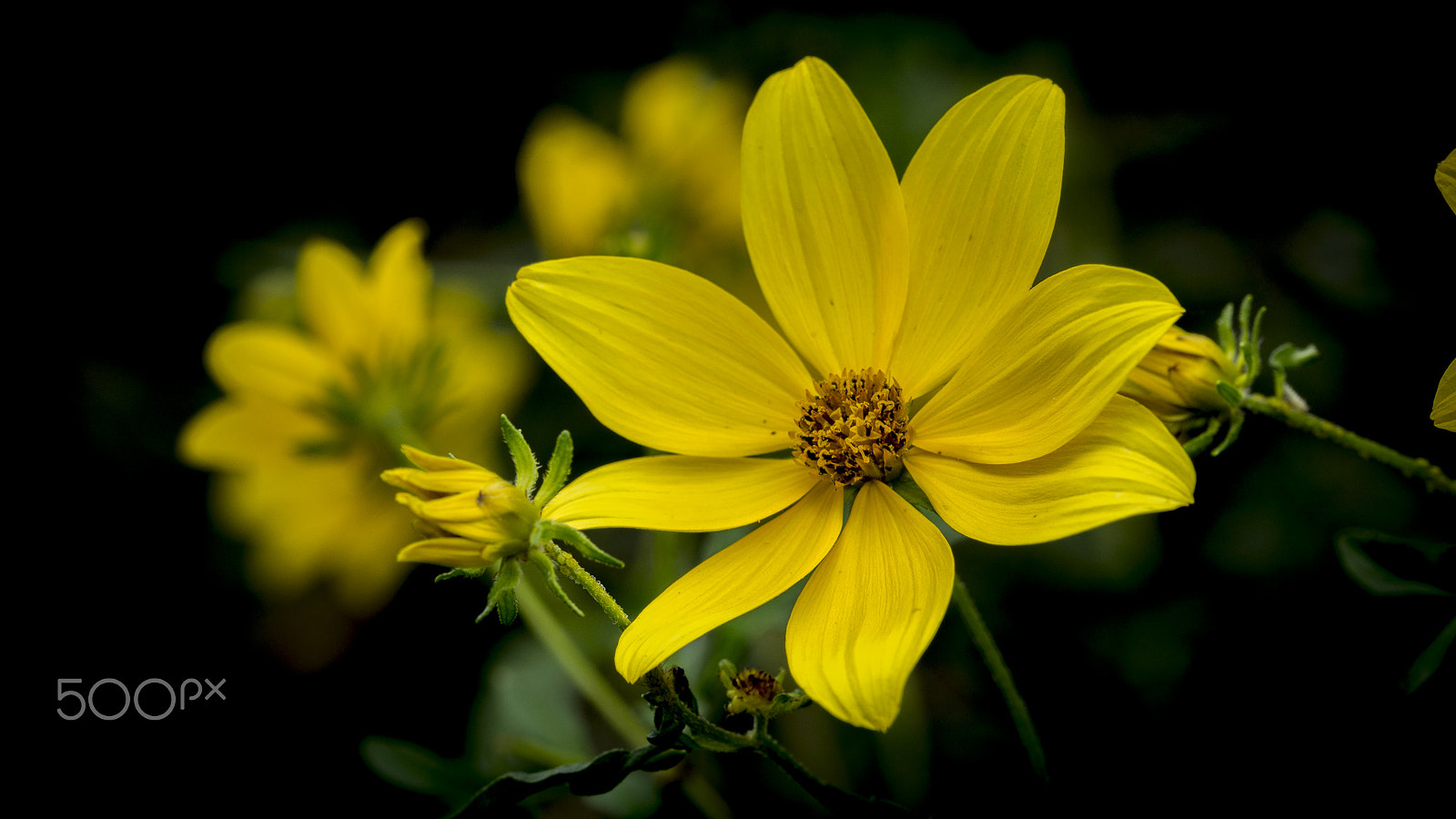 Sony SLT-A65 (SLT-A65V) + 105mm F2.8 sample photo. Daisies in the wild photography