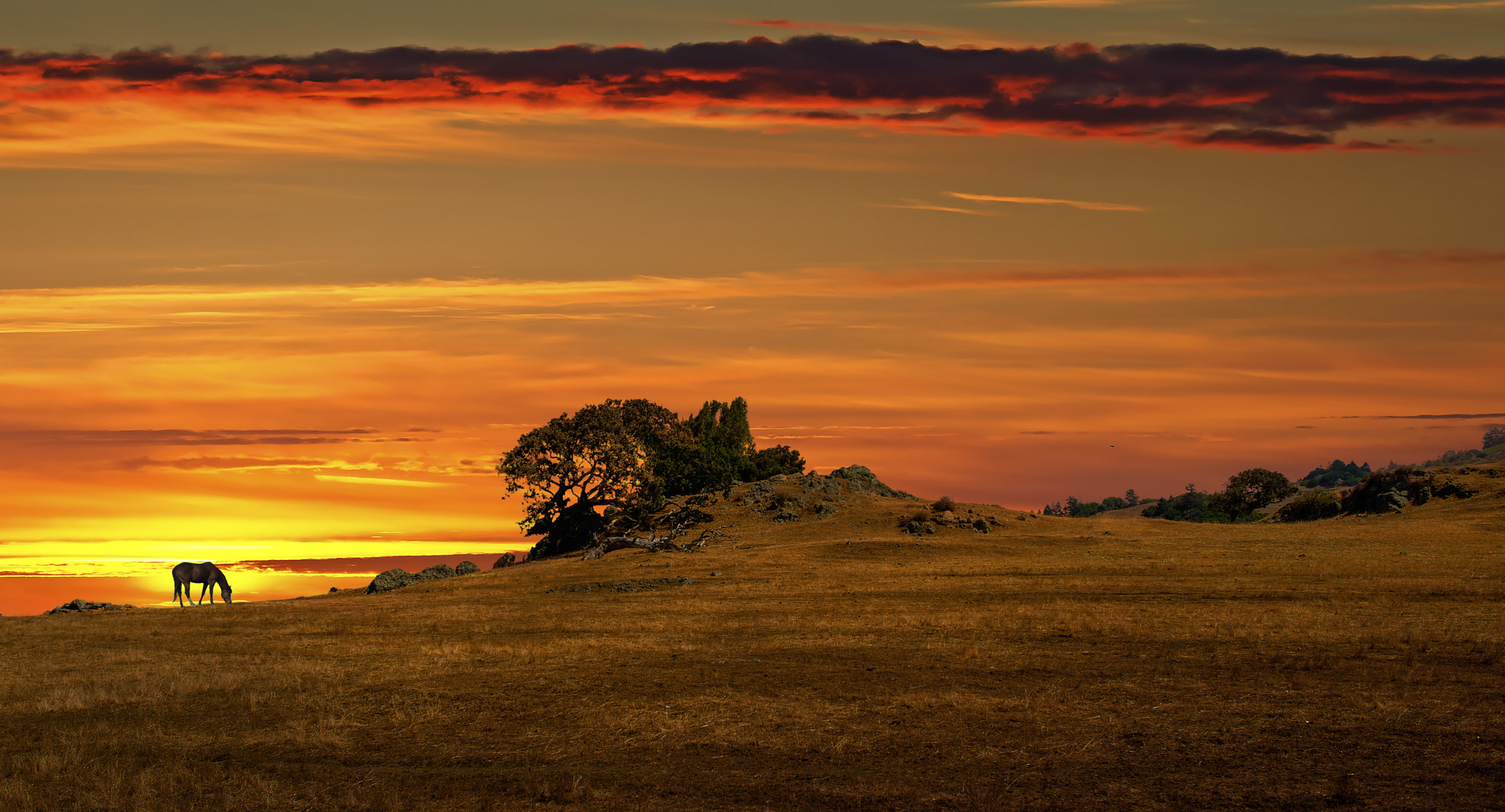 Nikon D800E + Nikon AF Nikkor 24mm F2.8D sample photo. Grazing photography