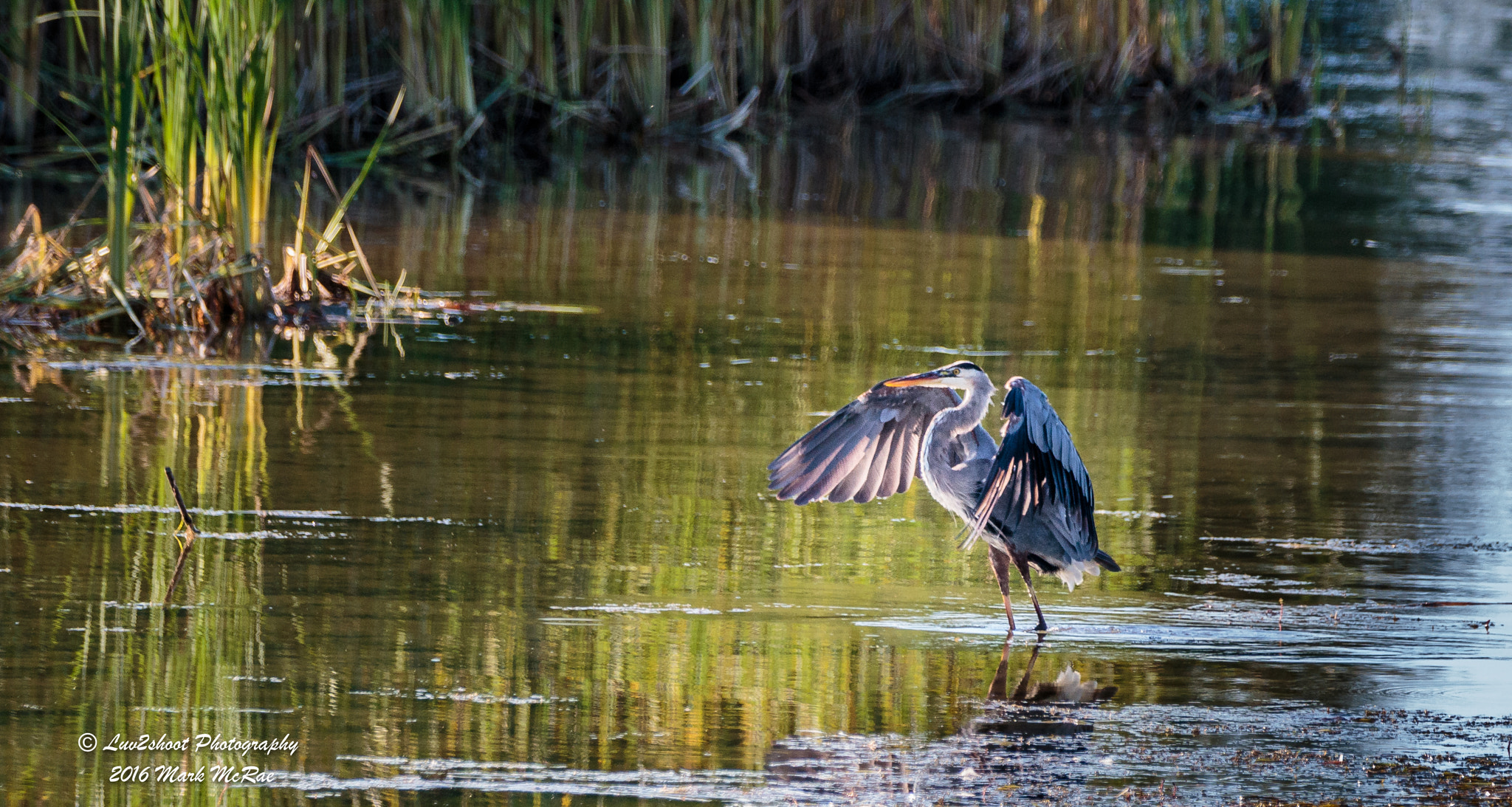150-600mm F5-6.3 DG OS HSM | Contemporary 015 sample photo. Soft landing photography