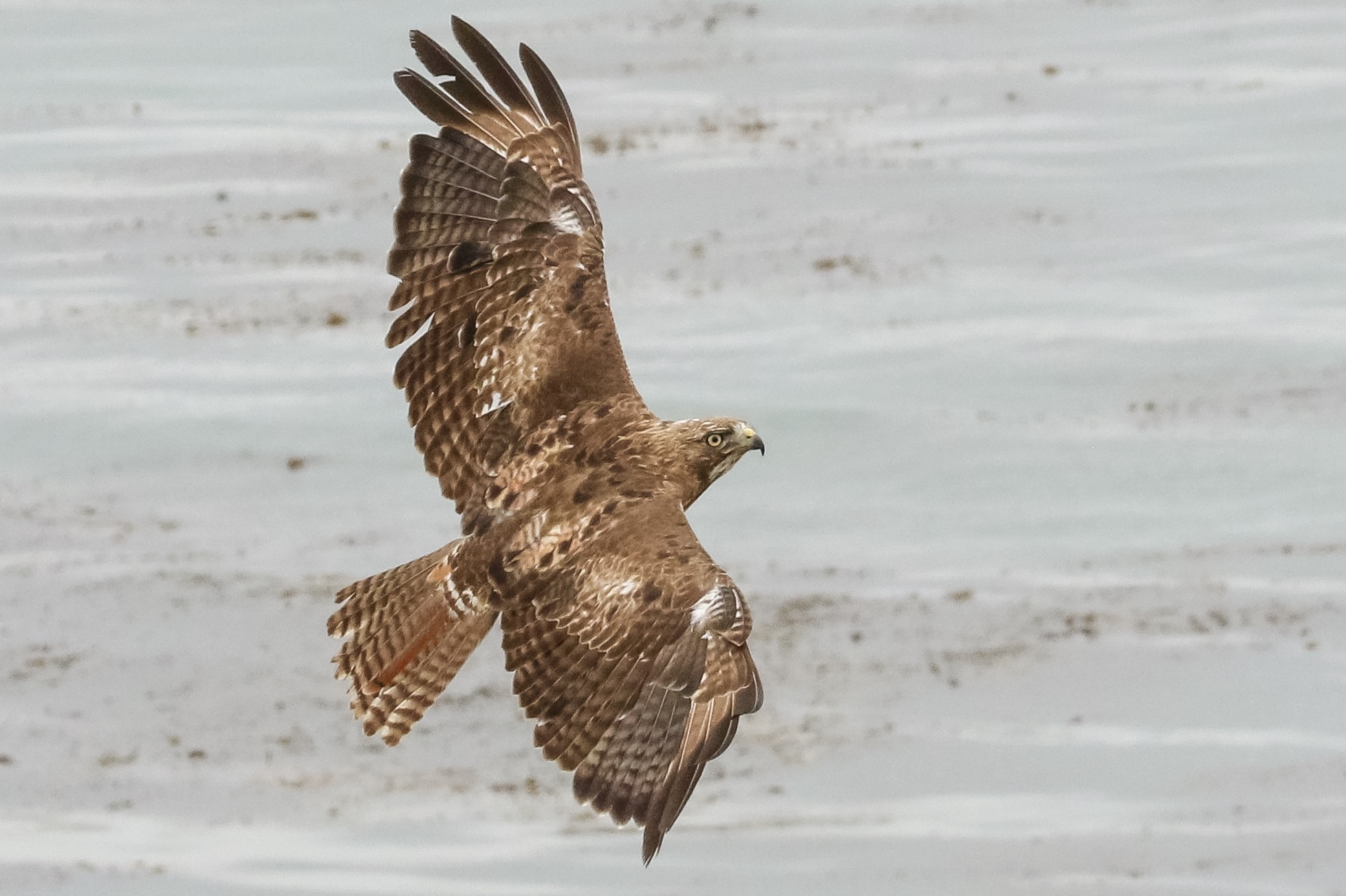 Canon EOS 7D Mark II + Canon EF 100-400mm F4.5-5.6L IS USM sample photo. Peregrin falcon photography