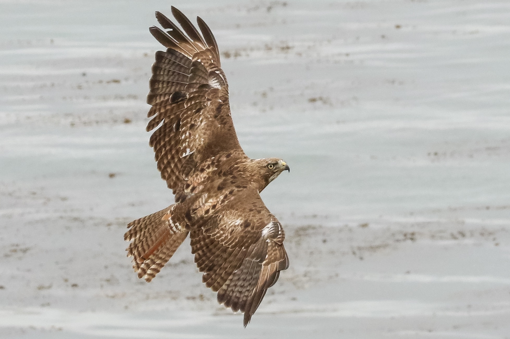 Canon EOS 7D Mark II + Canon EF 100-400mm F4.5-5.6L IS USM sample photo. Peregrin falcon - fastest animal on our planet.  clocked at 240 mph in a diving swoop! photography