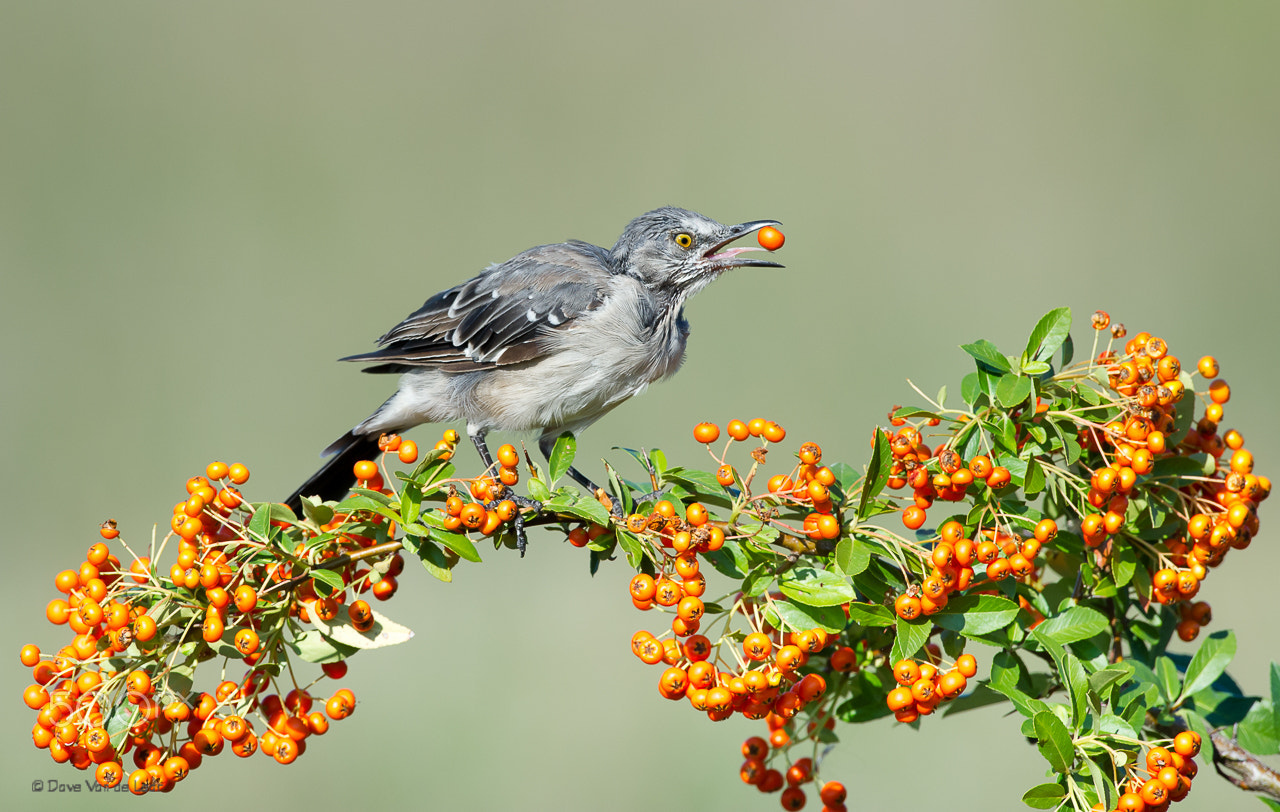 Nikon D3S + Nikon AF-S Nikkor 600mm F4G ED VR sample photo. Northern mockingbird on firethorn photography