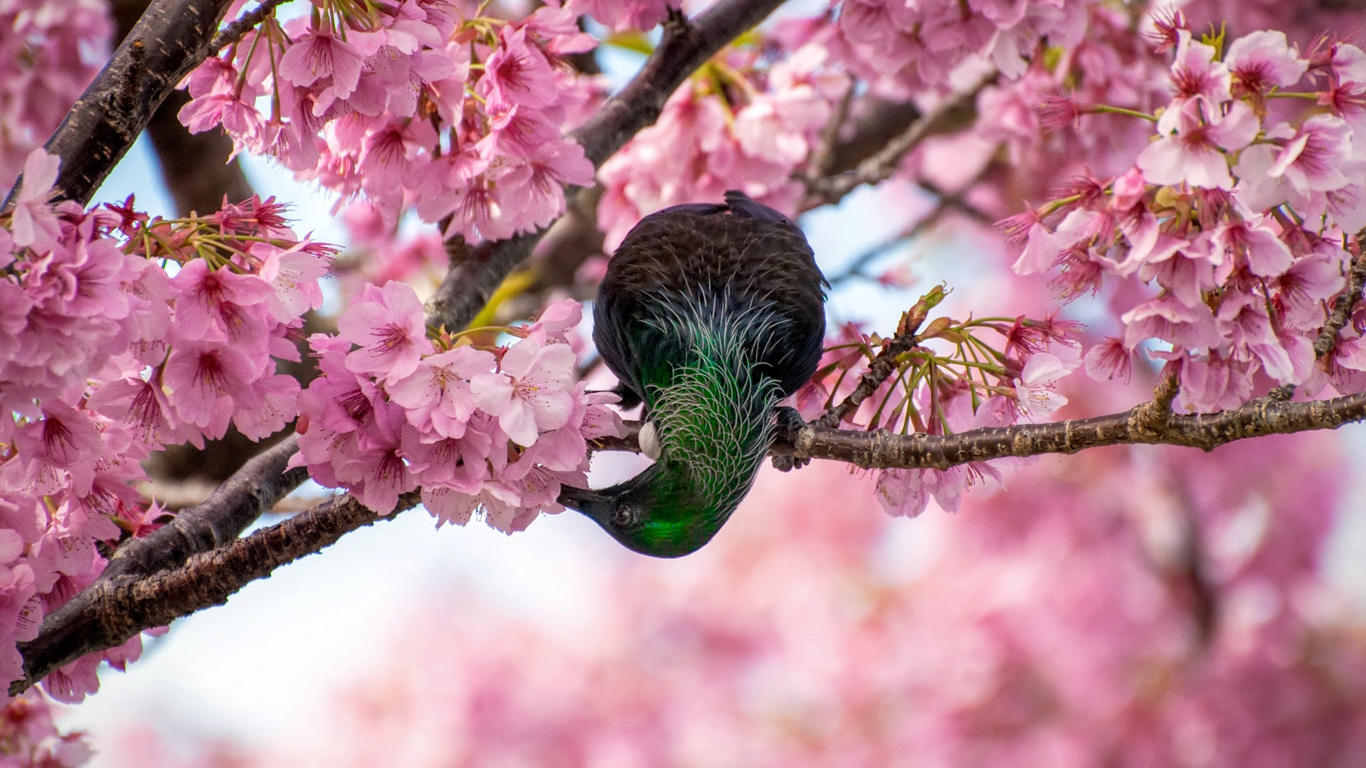 Nikon D3000 sample photo. Tui & cherry blossom photography