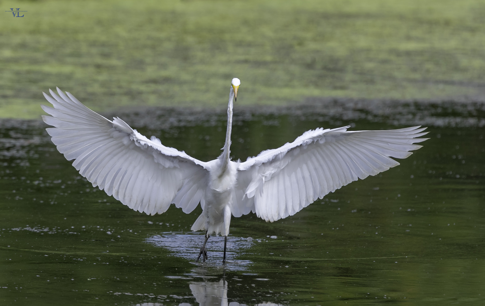 Canon EF 600mm F4L IS USM sample photo. Fs edit photography