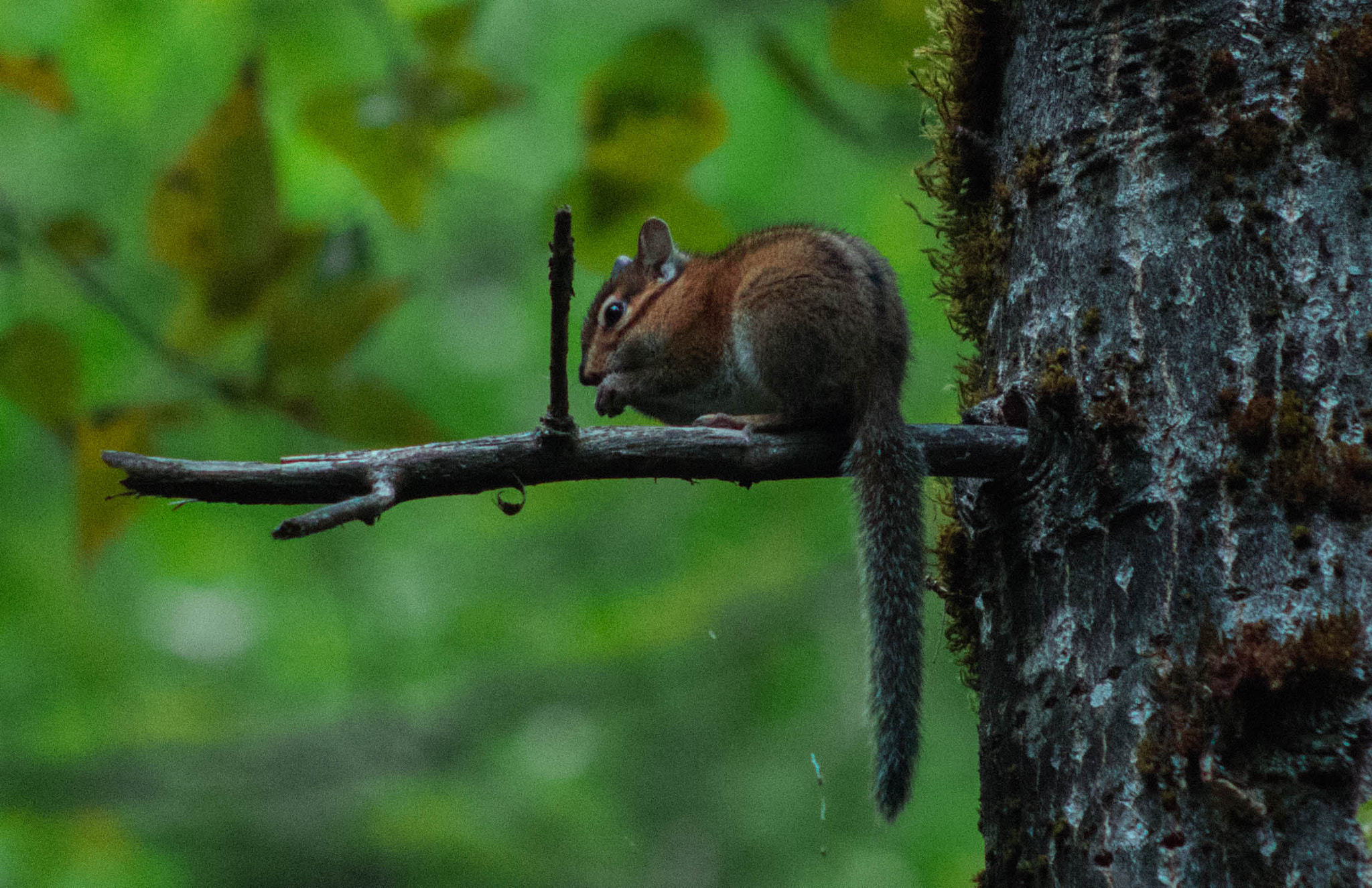 Nikon D600 + AF Nikkor 70-210mm f/4-5.6 sample photo. Eating in a tree photography