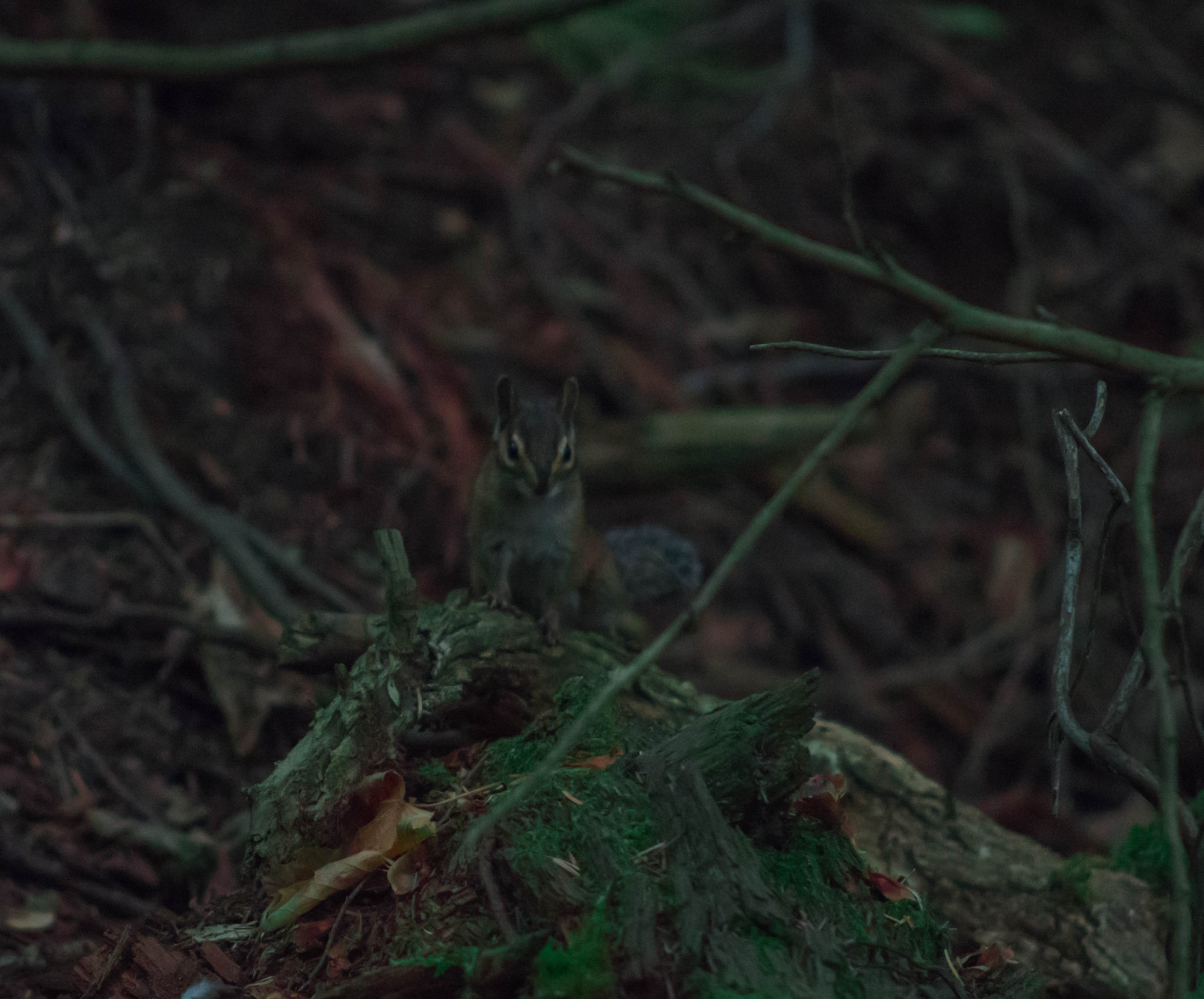 Nikon D600 + AF Nikkor 70-210mm f/4-5.6 sample photo. Chipmonk on a log photography