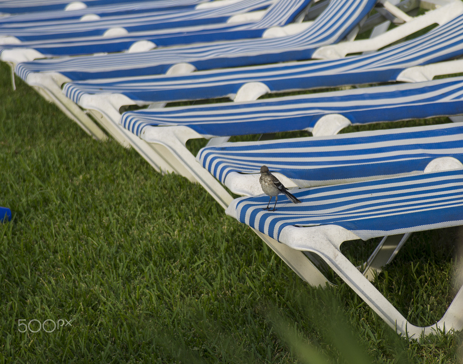 Canon EF 28-105mm f/3.5-4.5 USM sample photo. Bird on a chair photography