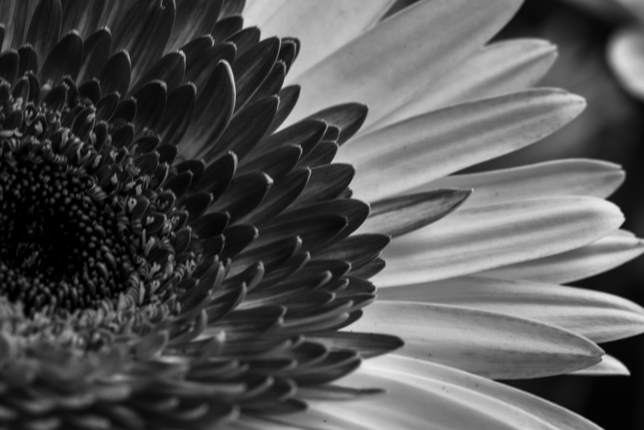 Sigma 105mm F2.8 EX DG OS HSM sample photo. Petal soft photography