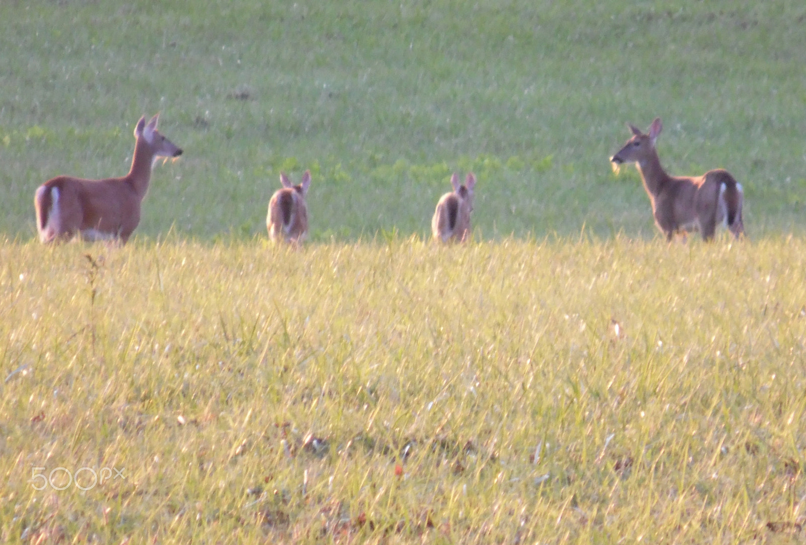 Samsung WB110/  WB111 sample photo. Doe and fawns photography