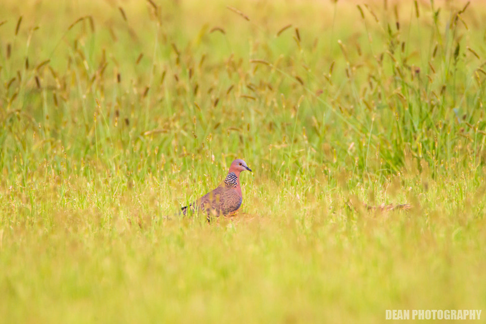 Canon EOS-1D Mark IV sample photo. Summer time photography