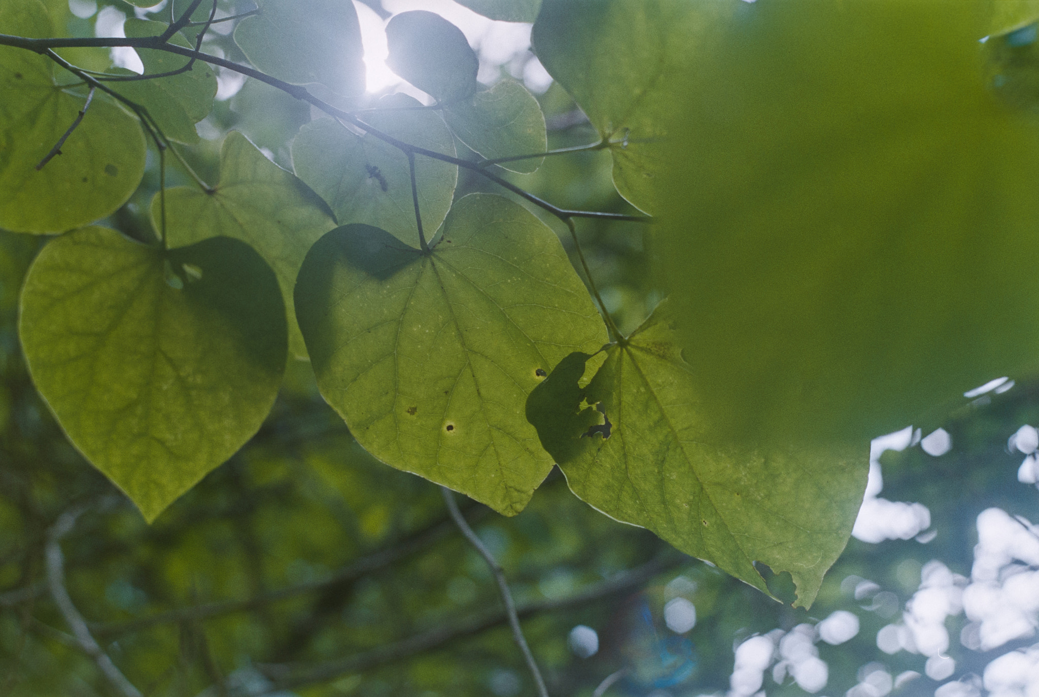 Pentax K-30 + Sigma sample photo. Heart shaped leaves photography