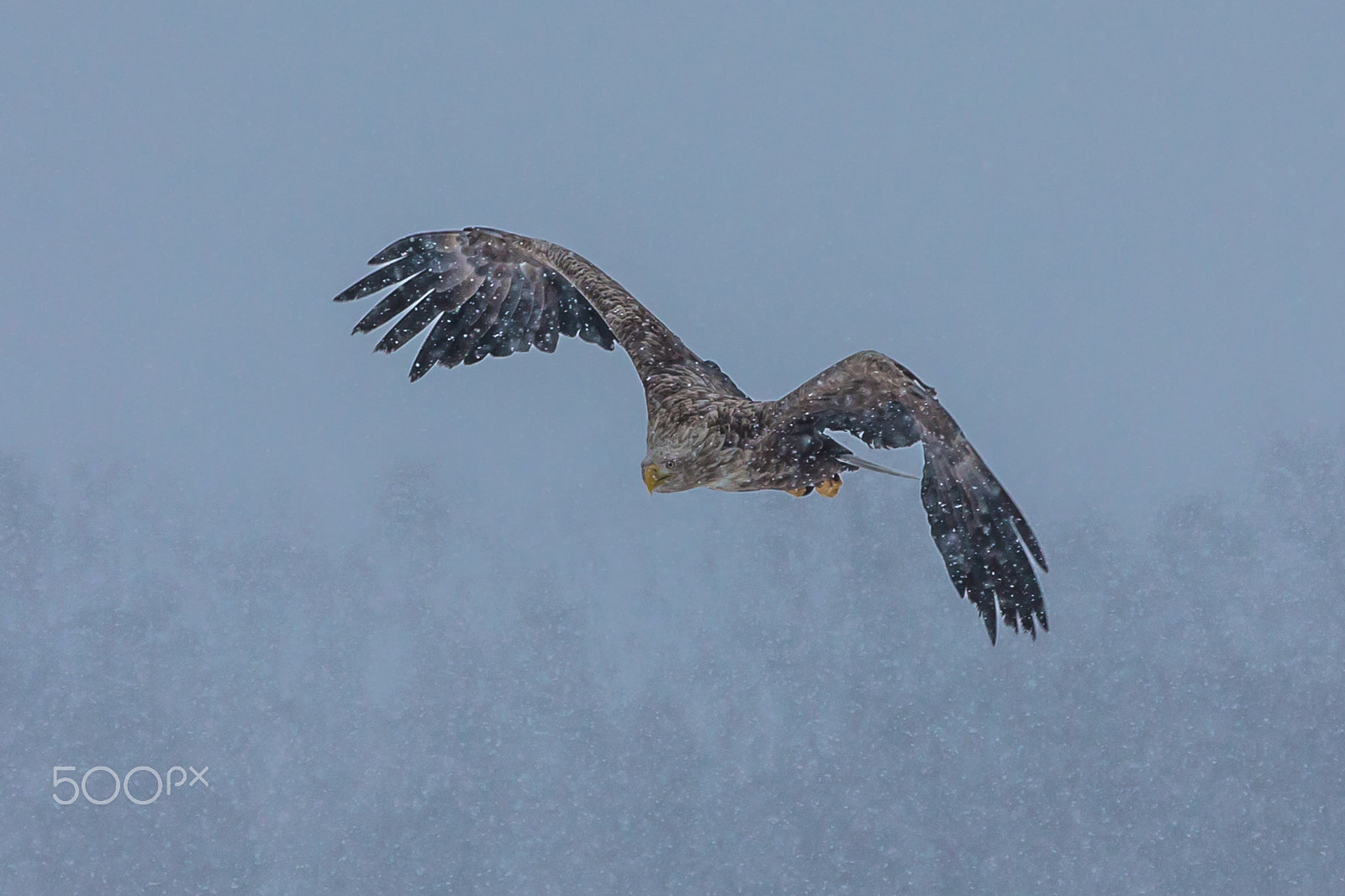 Canon EOS-1D X sample photo. Flight in snow photography