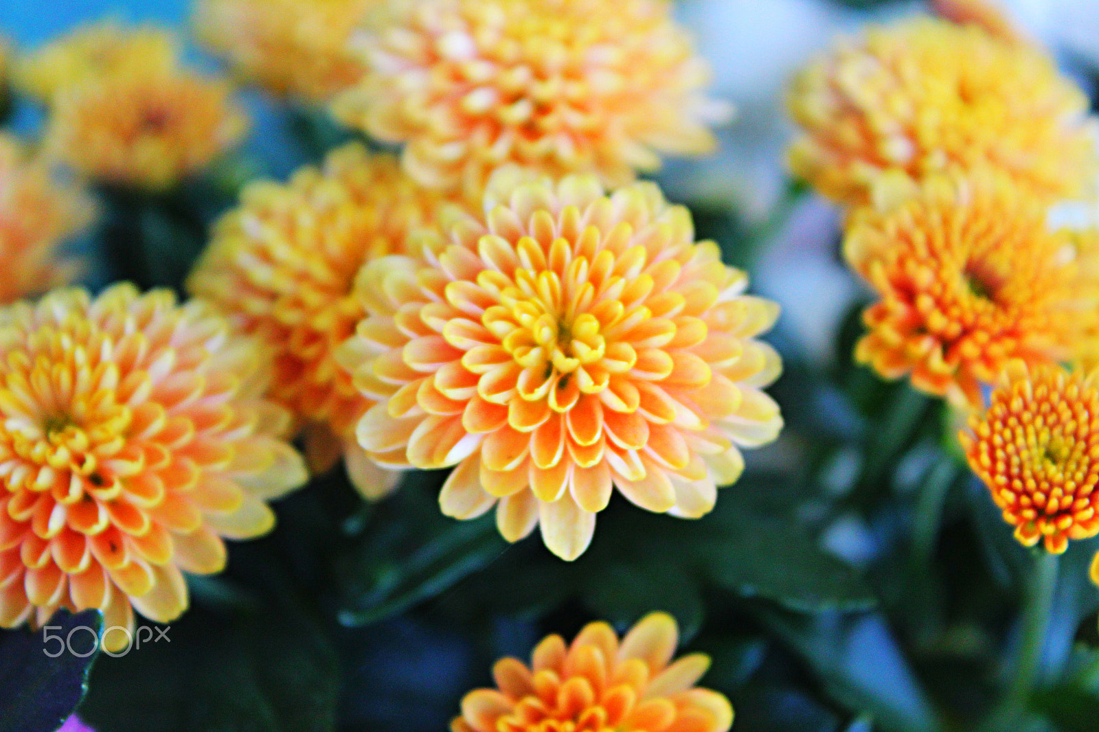 Canon EOS 600D (Rebel EOS T3i / EOS Kiss X5) + 18.0 - 55.0 mm sample photo. Chrysanthemum orange photography