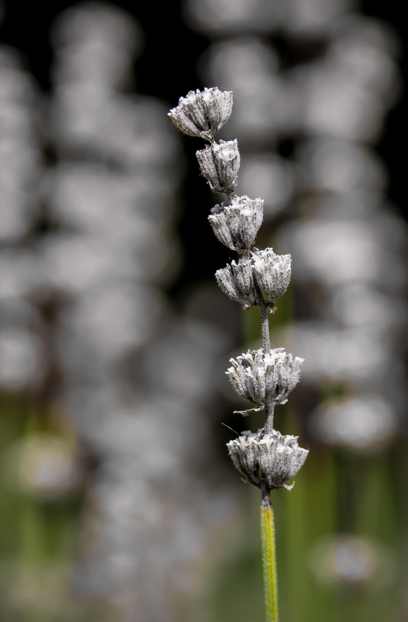 Canon EOS 760D (EOS Rebel T6s / EOS 8000D) sample photo. Lavender photography