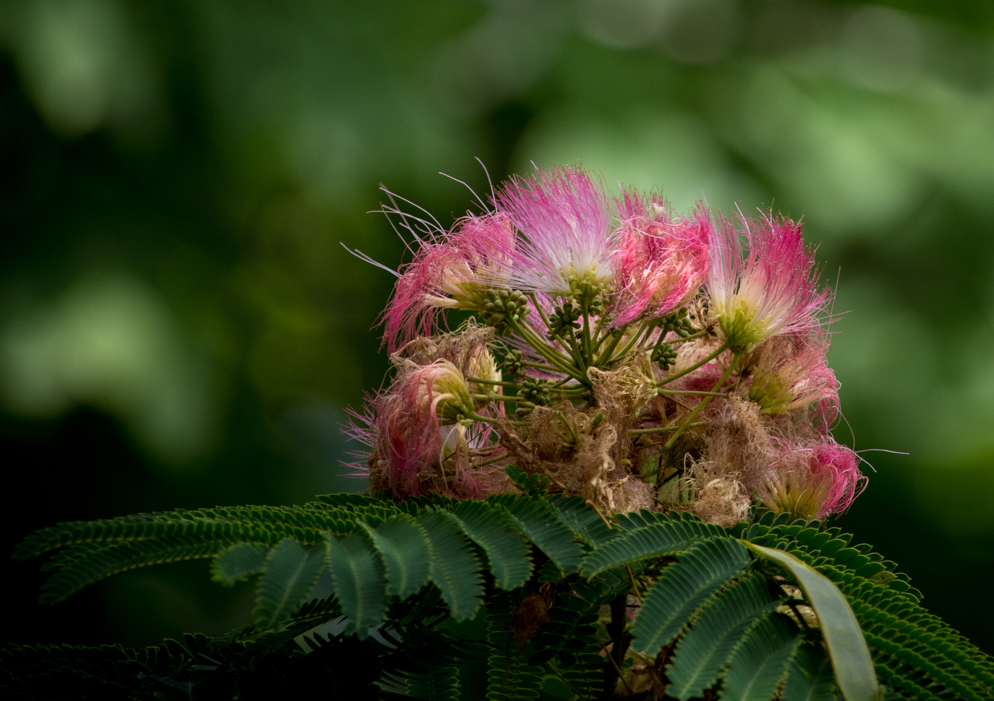 Canon EOS 760D (EOS Rebel T6s / EOS 8000D) sample photo. Fuzz photography
