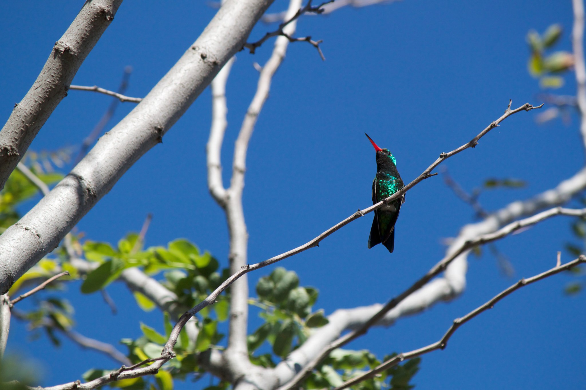 Canon EOS 500D (EOS Rebel T1i / EOS Kiss X3) sample photo. Hummingbird photography