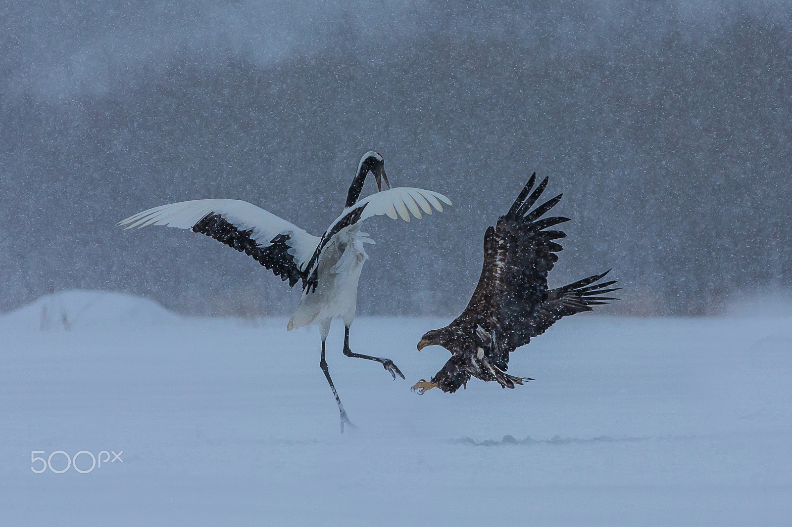 Canon EOS-1D X + Canon EF 70-200mm F2.8L IS II USM sample photo. Battle in snow photography