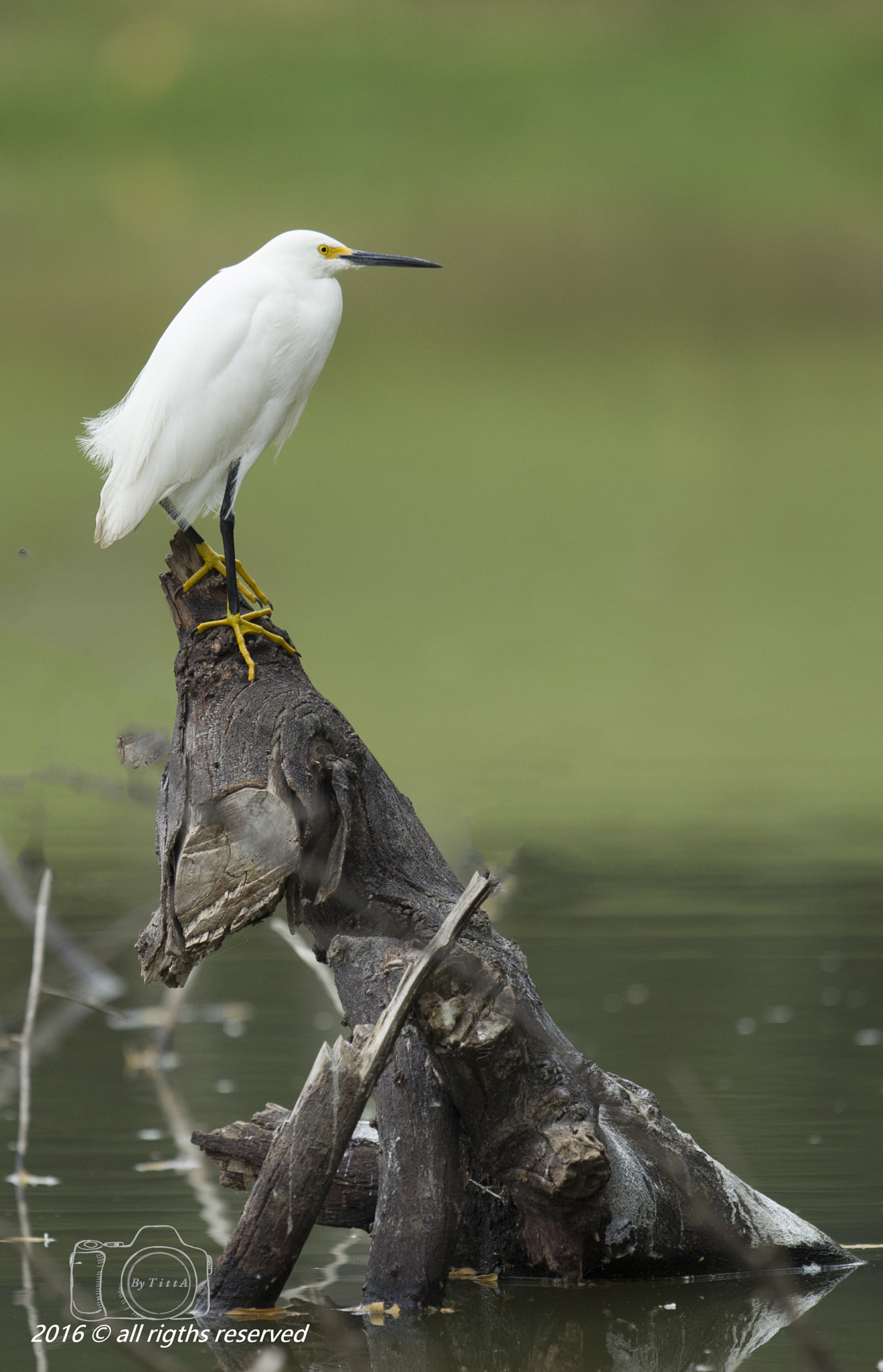 Canon EF 400mm F2.8L IS USM sample photo. Garça branca pequena photography