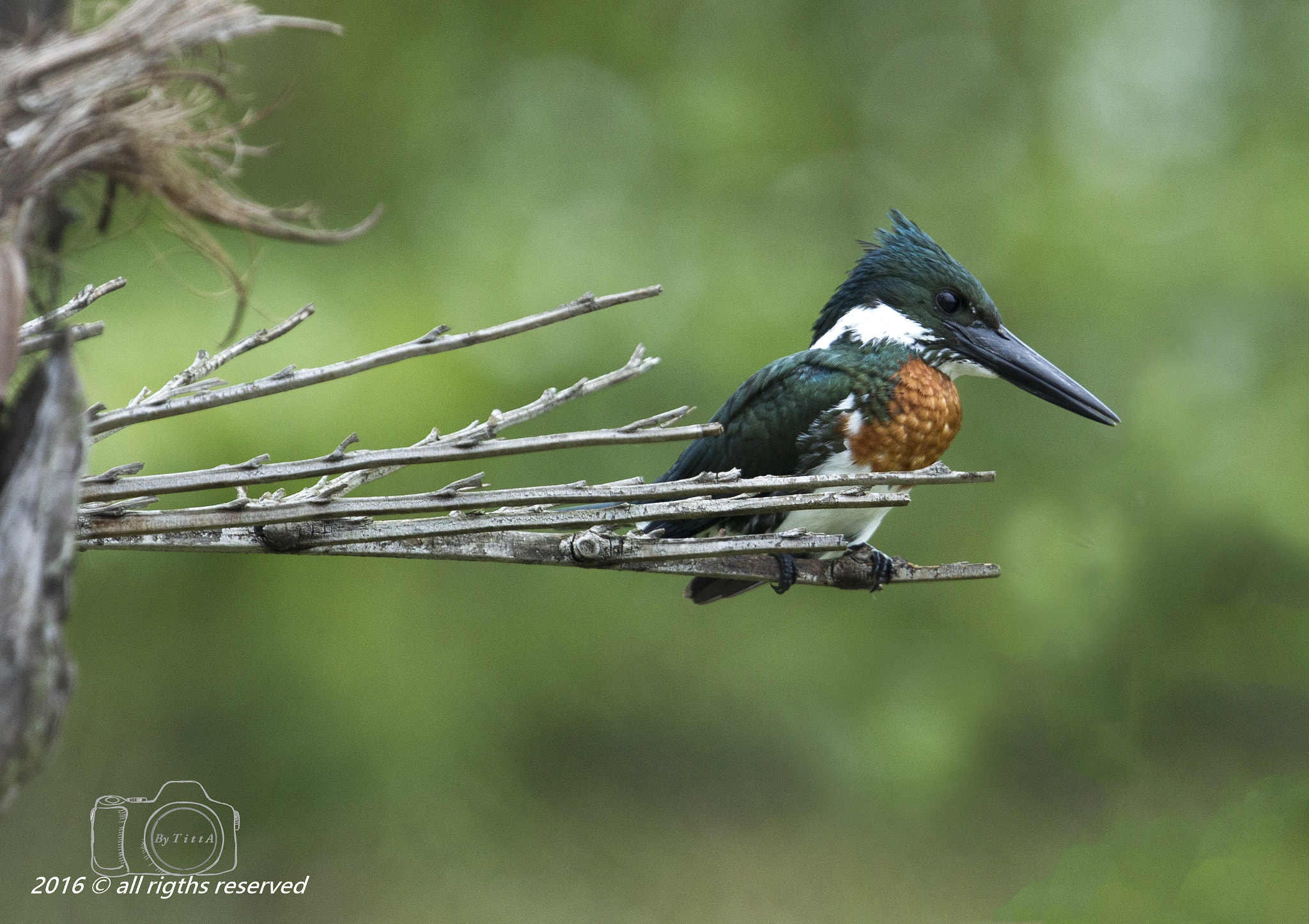 Canon EF 400mm F2.8L IS USM sample photo. Martim pescador verde - macho photography