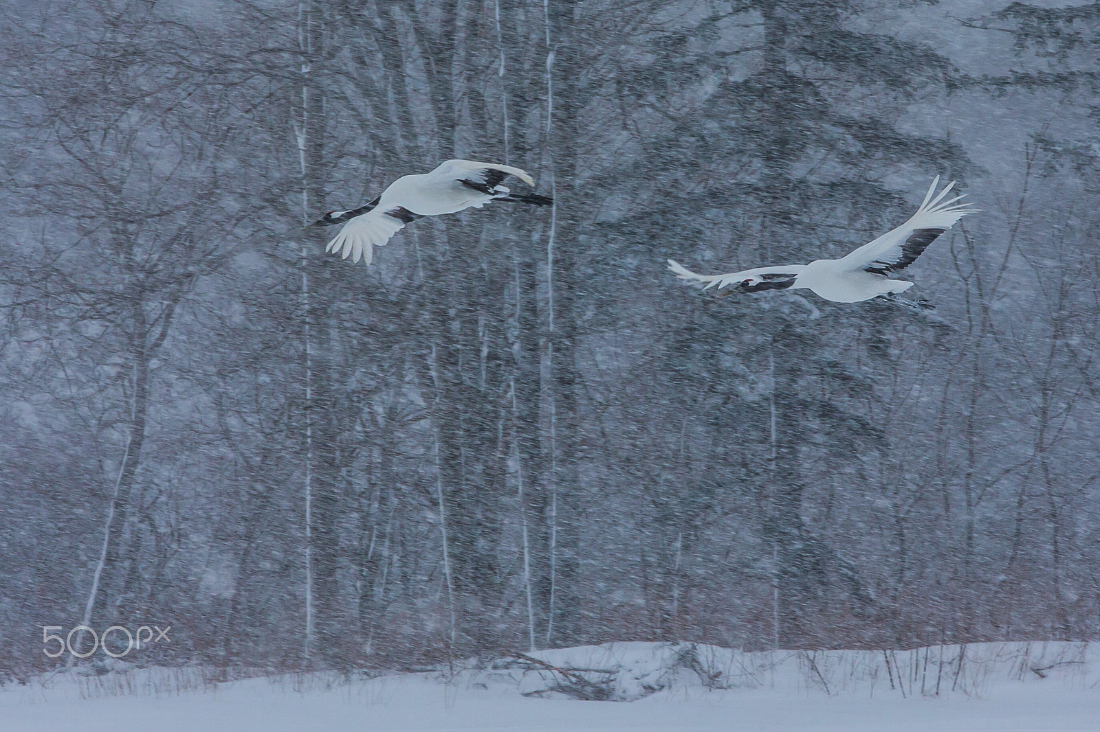 Canon EOS-1D X sample photo. Flight in deep snow photography
