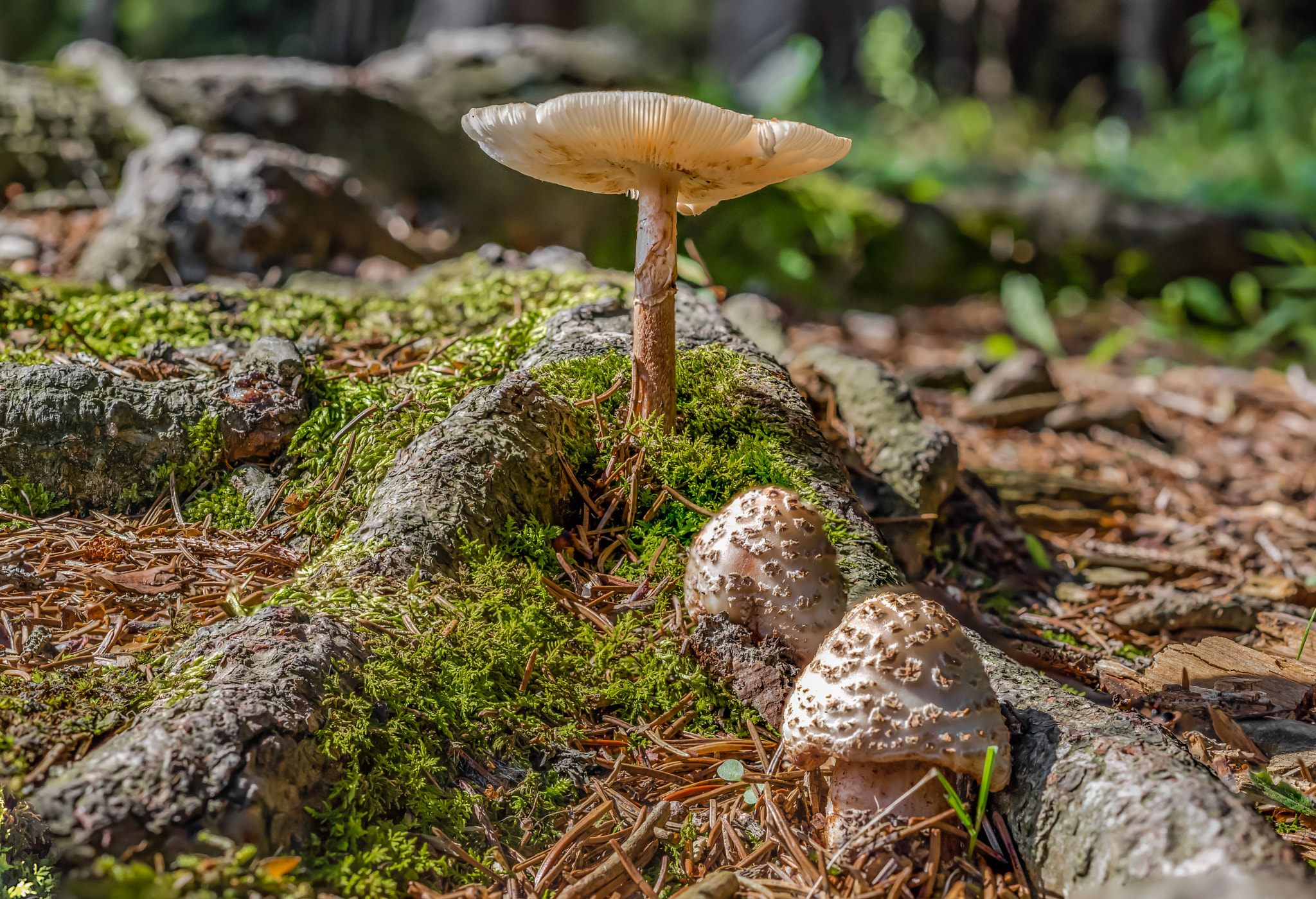 Nikon D810 + ZEISS Milvus 50mm F2 Macro sample photo. Mushroom  photography