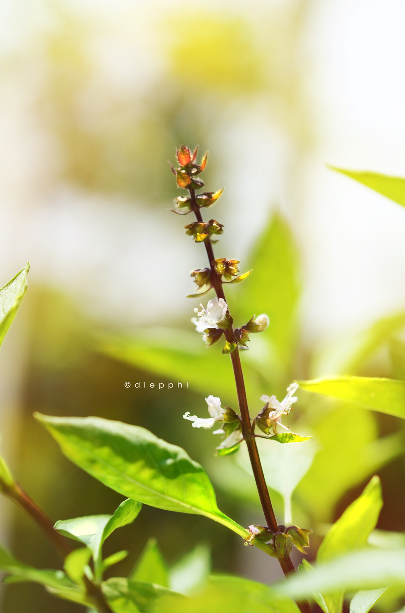 Nikon AF-S Micro-Nikkor 60mm F2.8G ED sample photo