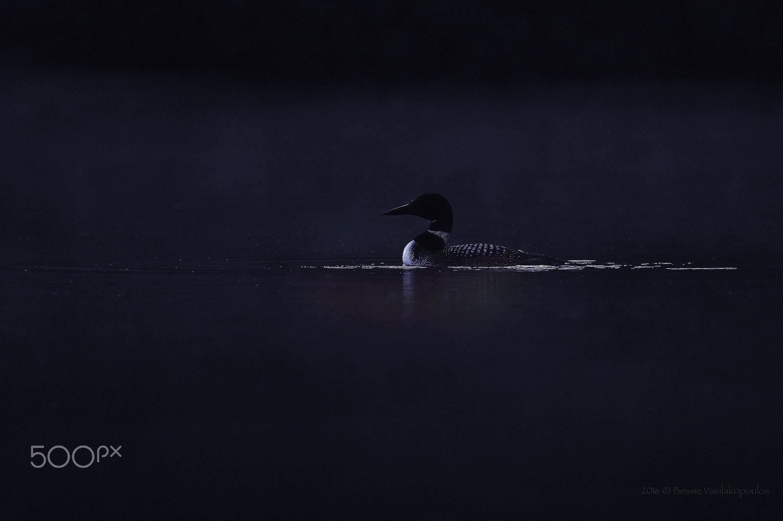 Sigma 150mm f/2.8 EX DG OS HSM APO Macro sample photo. Blue loon photography