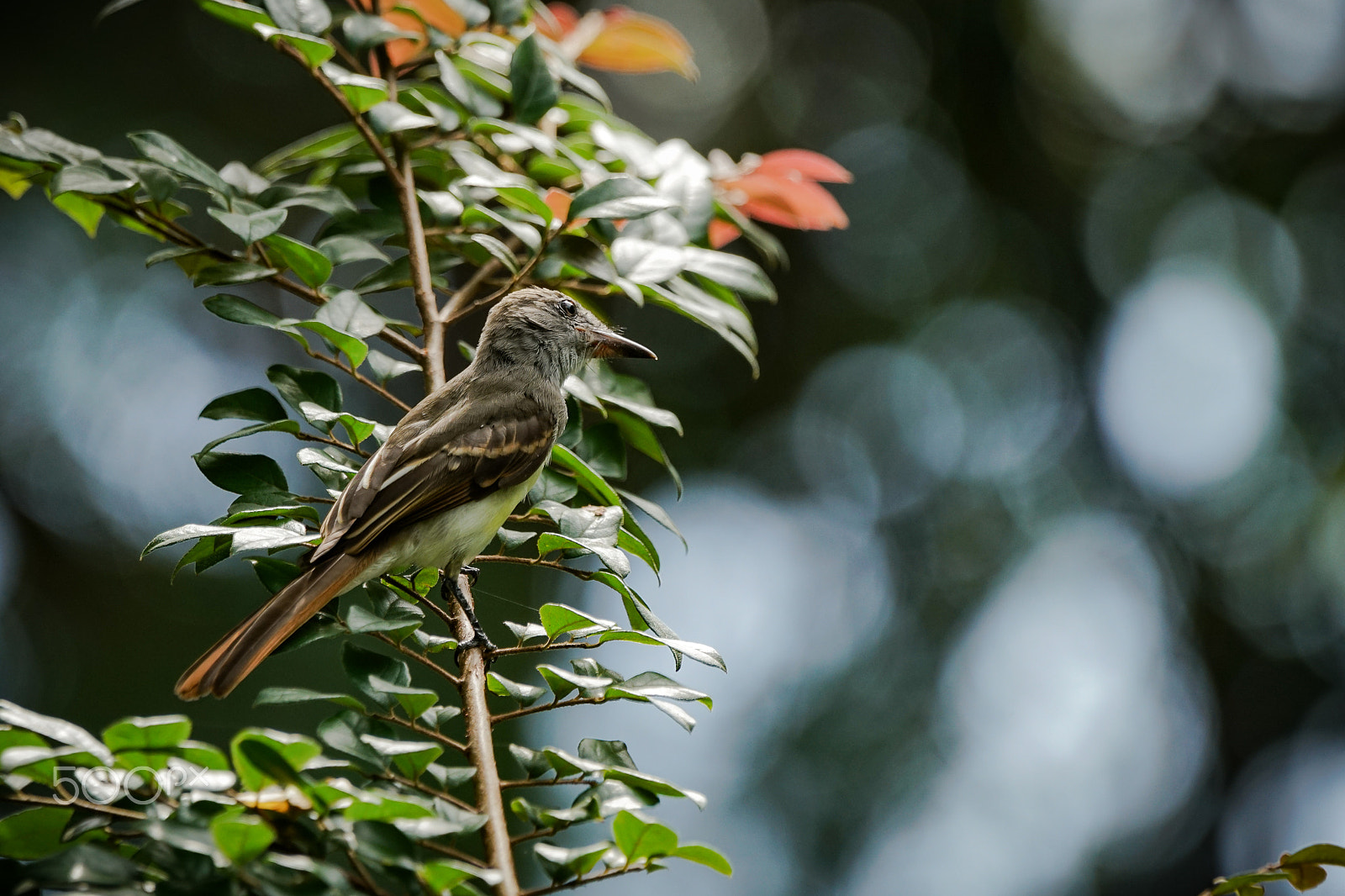 Sony 70-400mm F4-5.6 G SSM II sample photo. Flycatcher photography