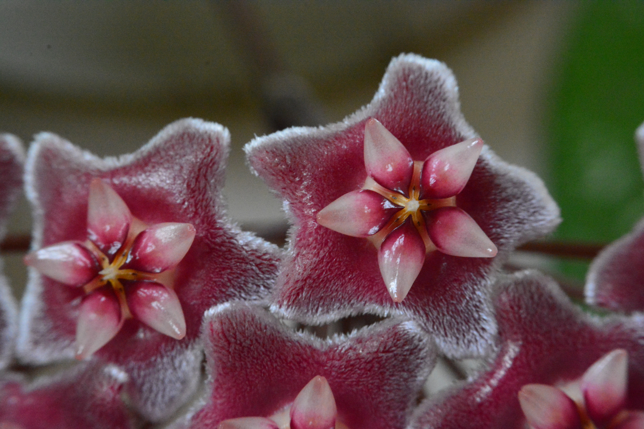 Manual Lens No CPU sample photo. Flor de cera photography