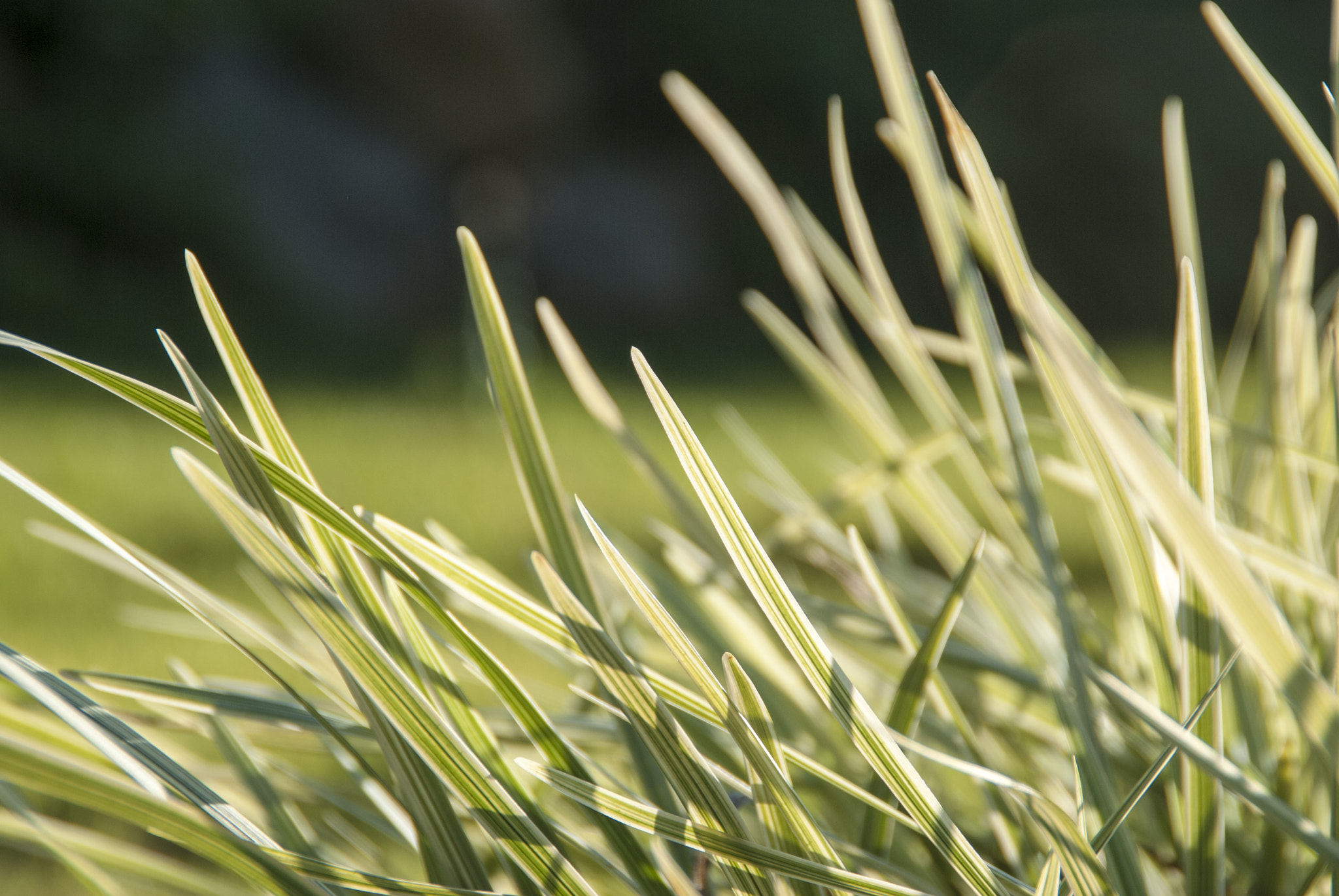 Nikon D60 sample photo. The grass in the sunset photography