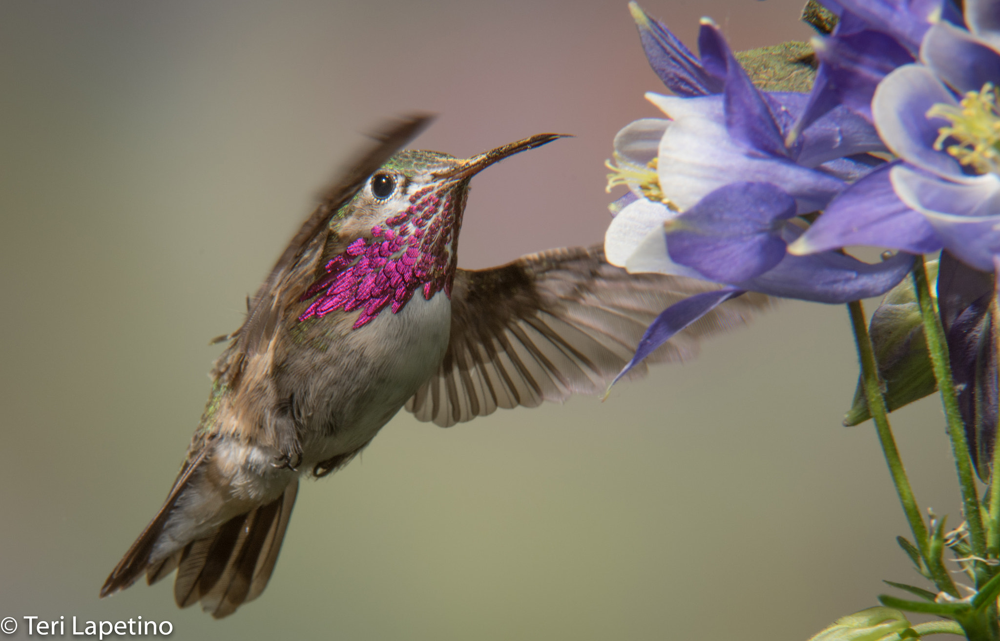 Nikon D810 sample photo. Male calliope hummingbird - smallest bird in north america. springtime in british columbia. photography