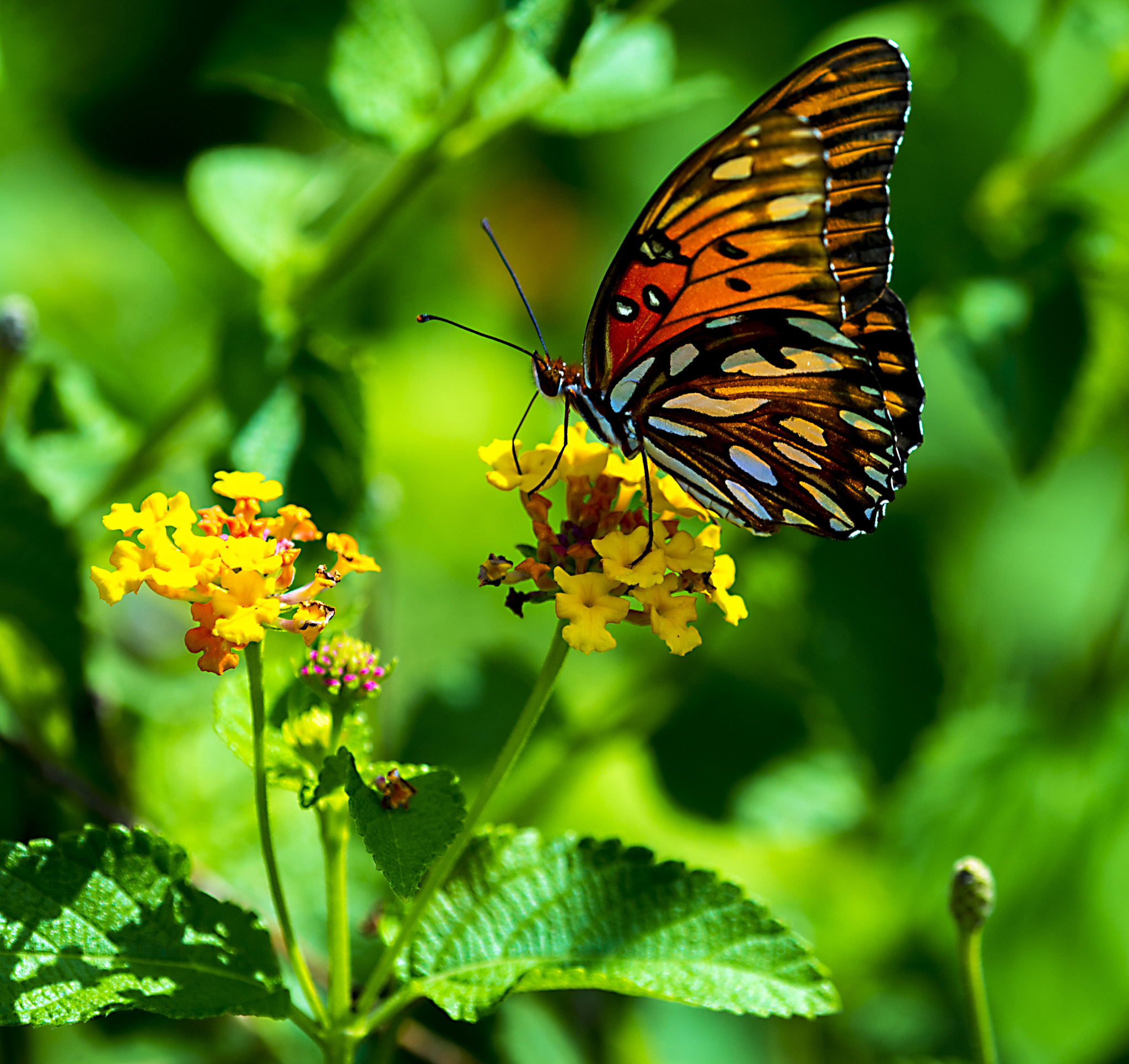 Nikon D600 + Nikon AF Micro-Nikkor 200mm F4D ED-IF sample photo. Gulf fritillary butterfly on lantana photography