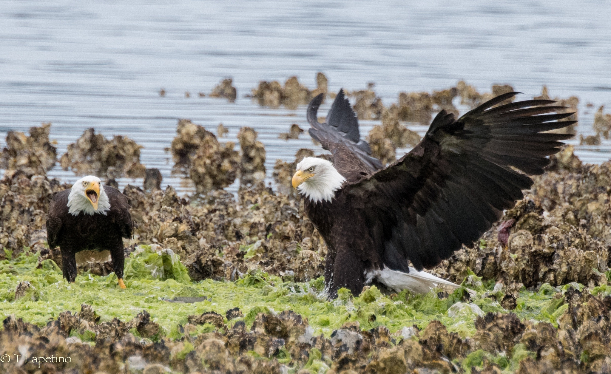 Seabeck, Washington bald eagles compete for fish at low tide. June 2016