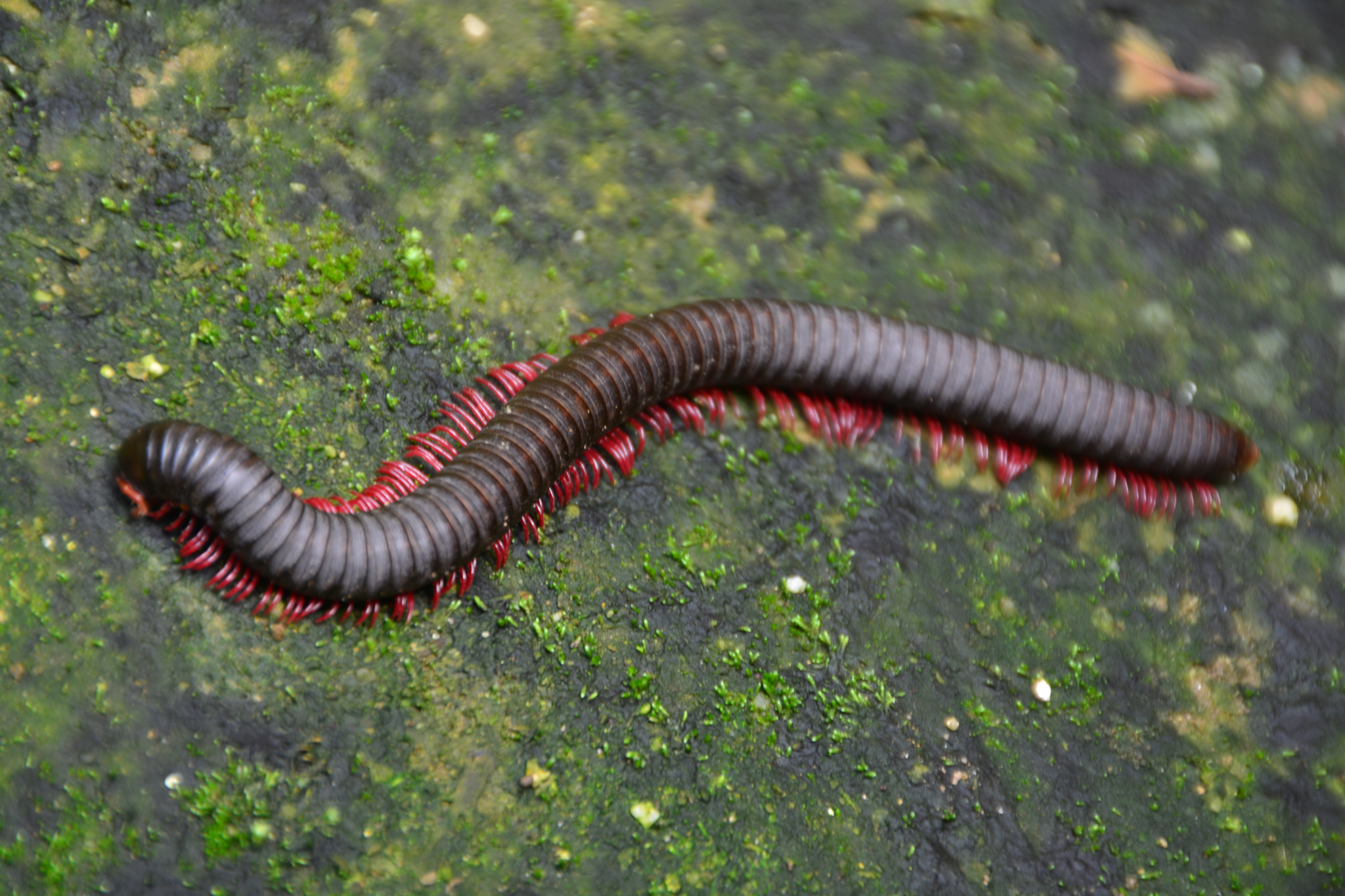 Sigma 18-250mm F3.5-6.3 DC OS HSM sample photo. Millipede photography