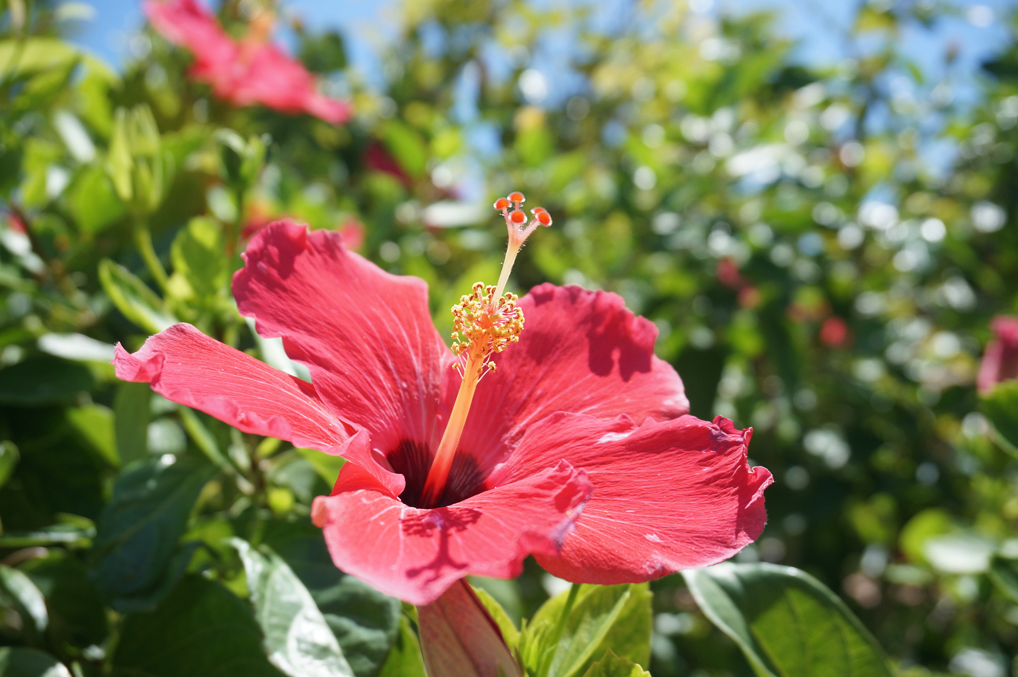 Sony Alpha NEX-6 + Sony E 18-50mm F4-5.6 sample photo. Flower of okinawa - 沖縄の花.jpg photography