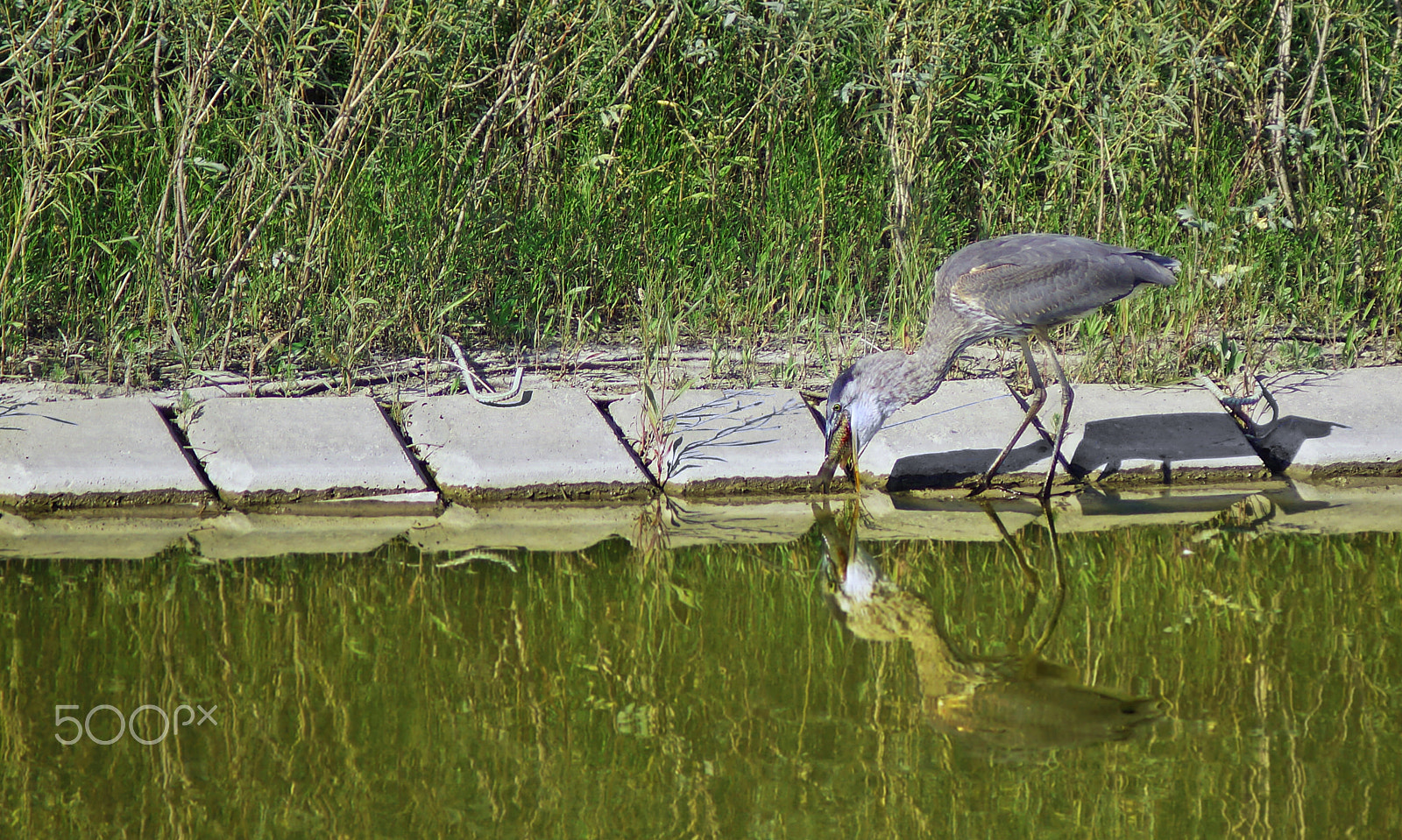 Sony SLT-A37 + Sony 75-300mm F4.5-5.6 sample photo. I caught a fish and it was "this big!" photography