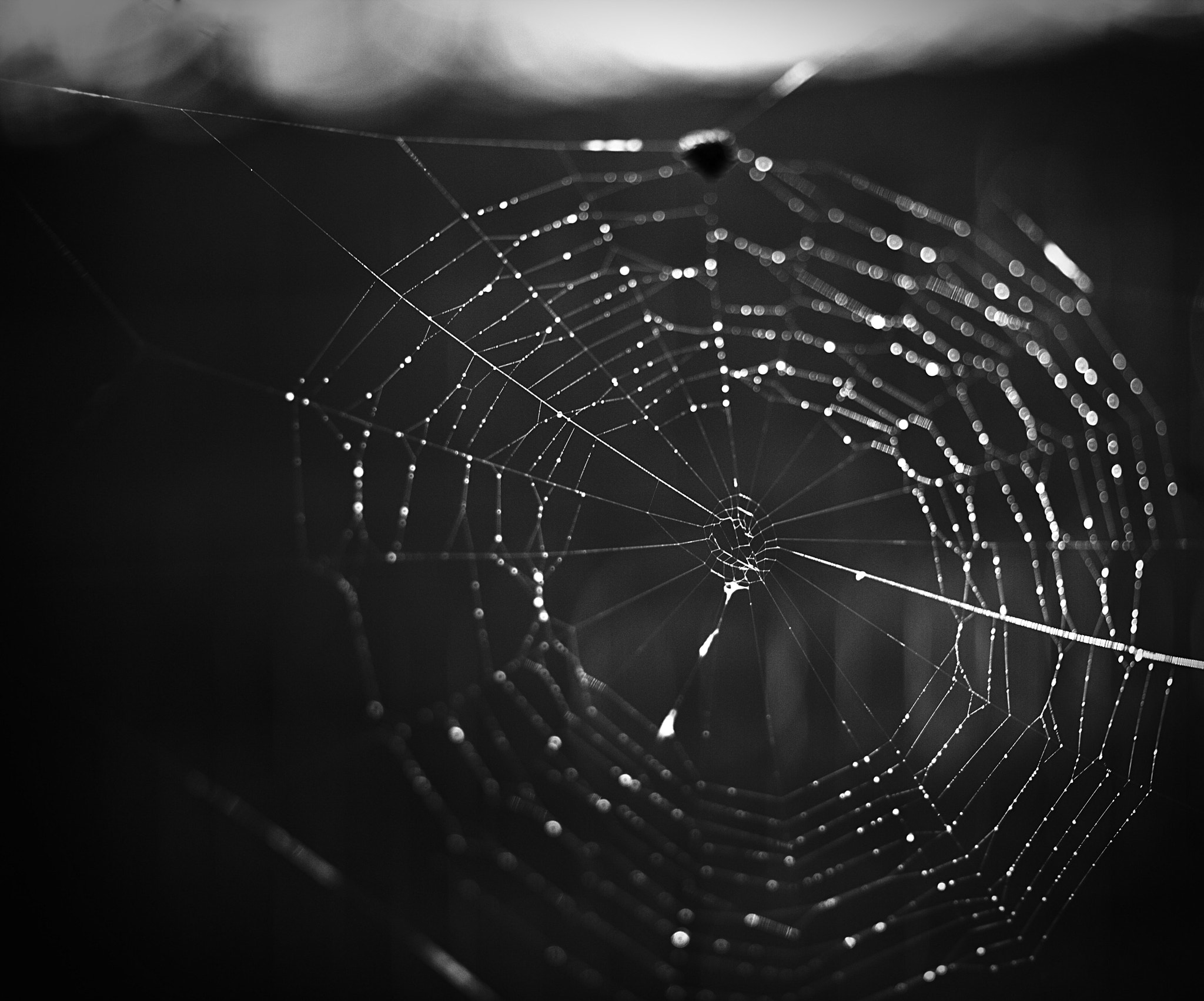 ZEISS Makro-Planar T* 50mm F2 sample photo. Spiderweb photography