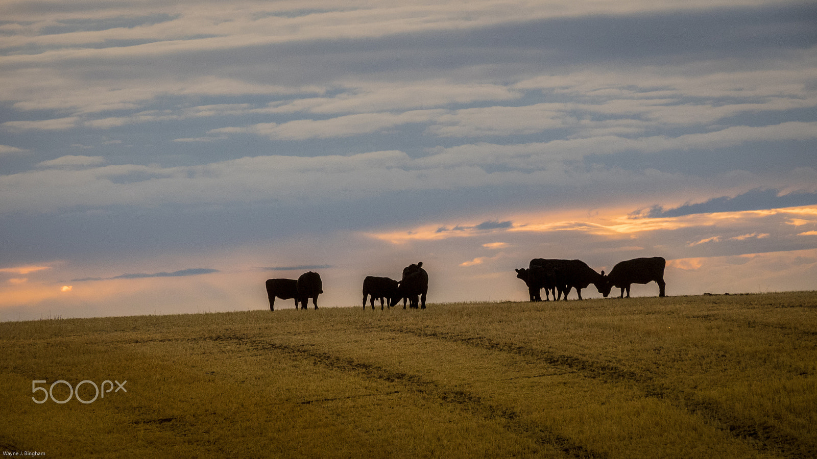 Olympus OM-D E-M1 sample photo. Cows photography