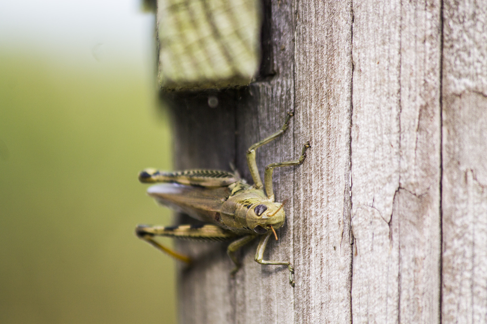 Canon EF 70-300mm F4-5.6 IS USM sample photo. Grasshopper photography