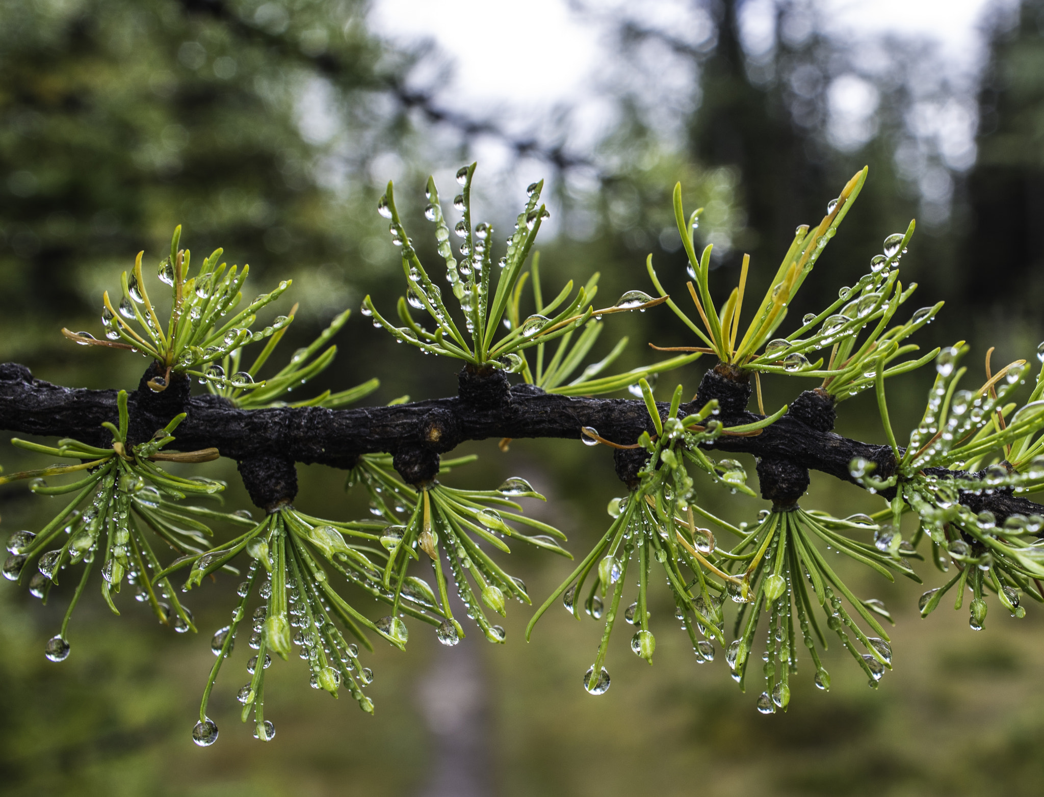 AF Zoom-Nikkor 28-85mm f/3.5-4.5 sample photo. Larch with raindrops photography
