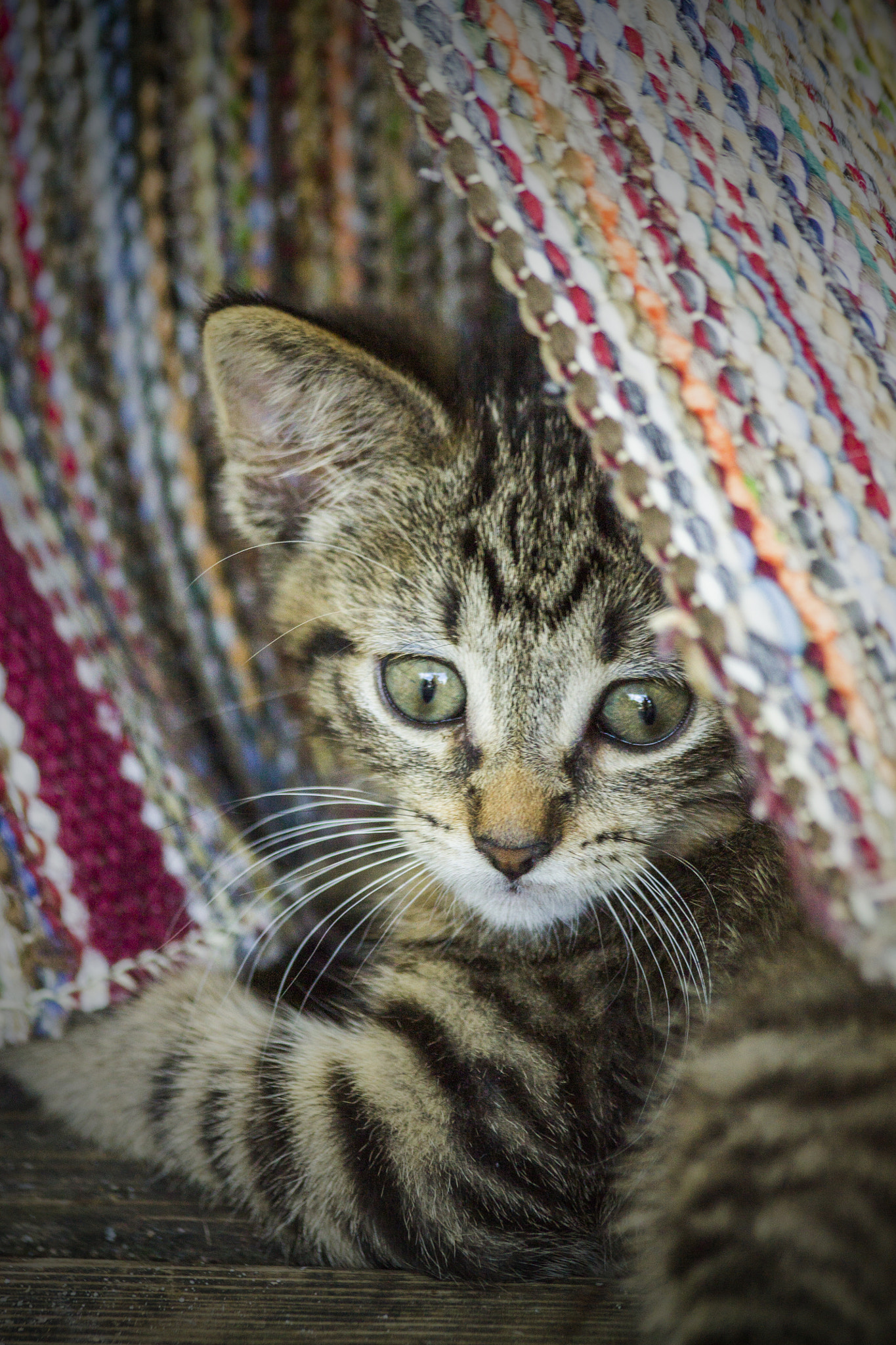 Canon EF 70-300mm F4-5.6 IS USM sample photo. Kitten photography