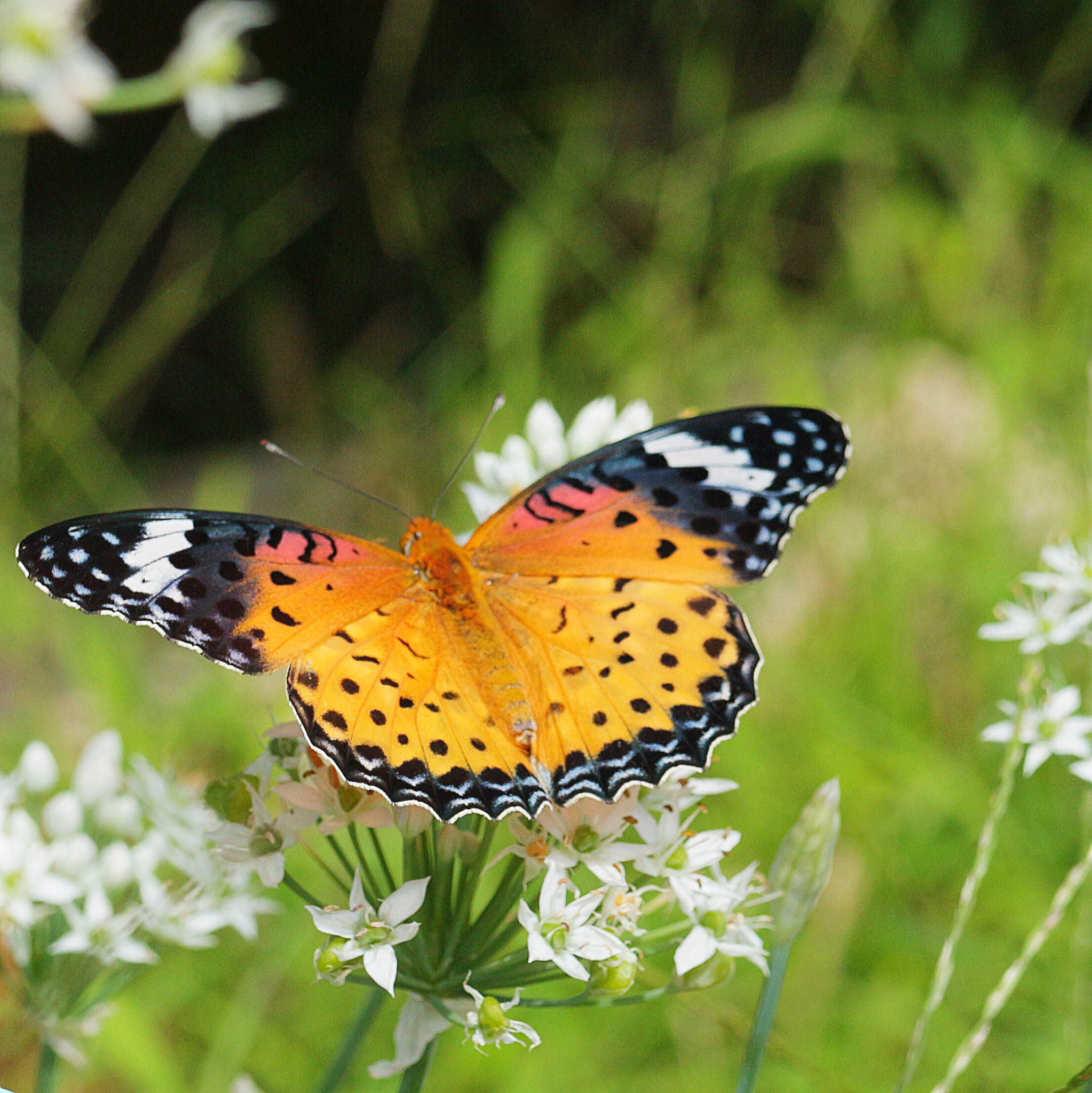 Canon EOS M sample photo